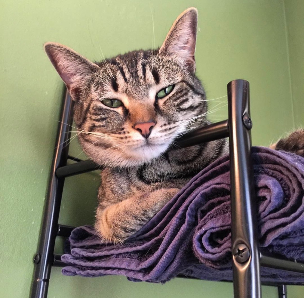 Support the Moon’s Cat Through Urgent Surgery campaign photo, 6 of 7