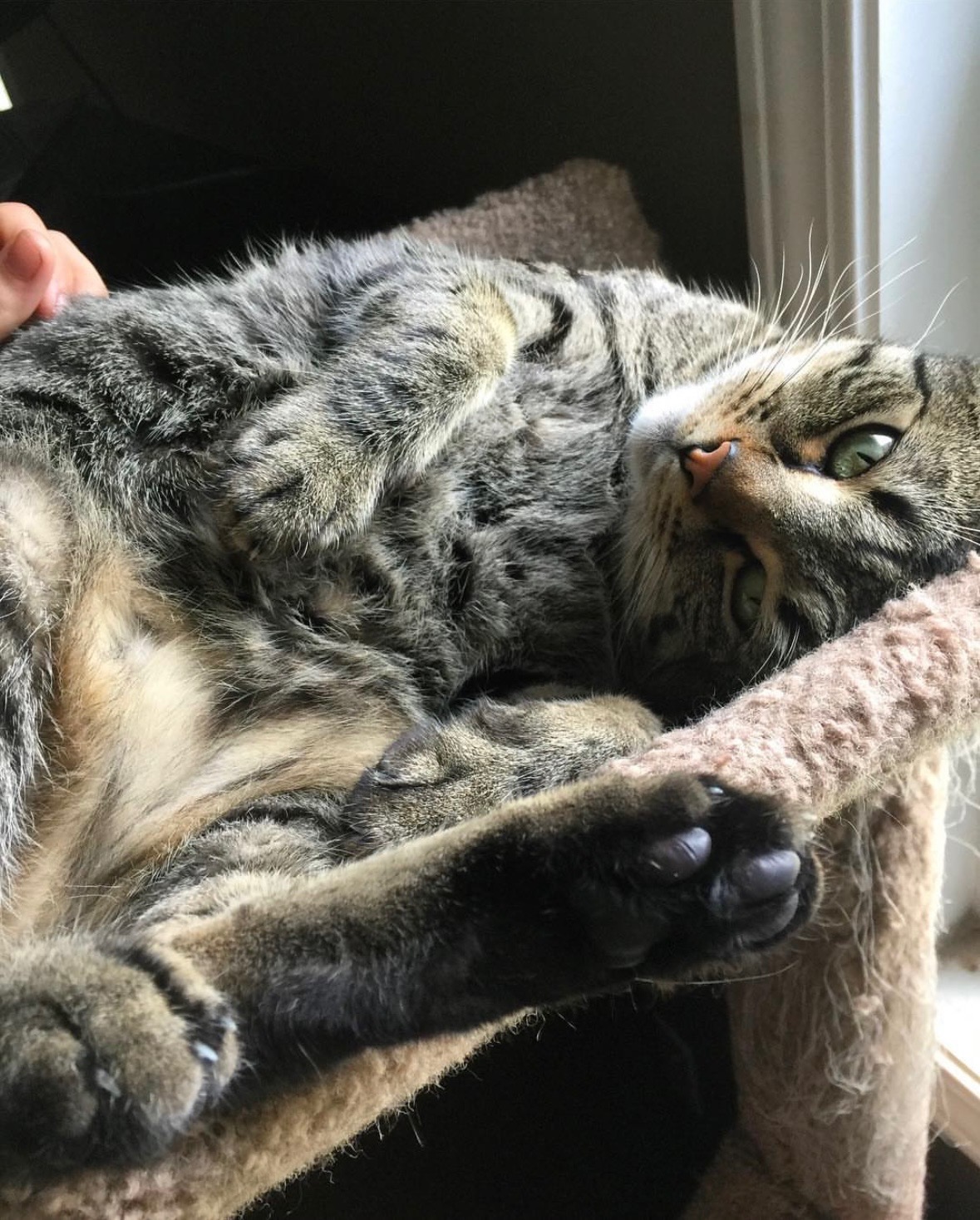 Support the Moon’s Cat Through Urgent Surgery campaign photo, 2 of 7