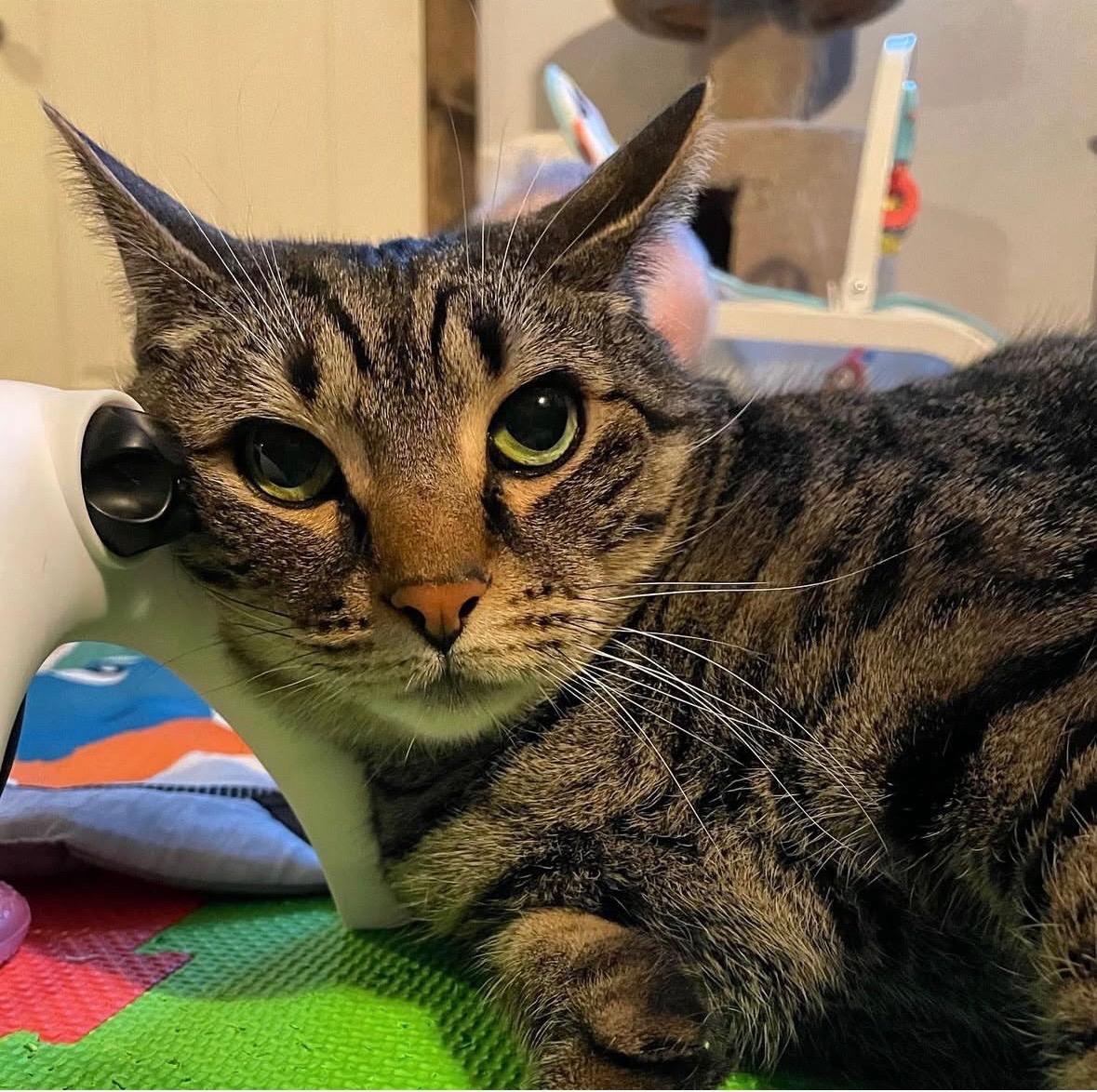Support the Moon’s Cat Through Urgent Surgery campaign photo, 4 of 7