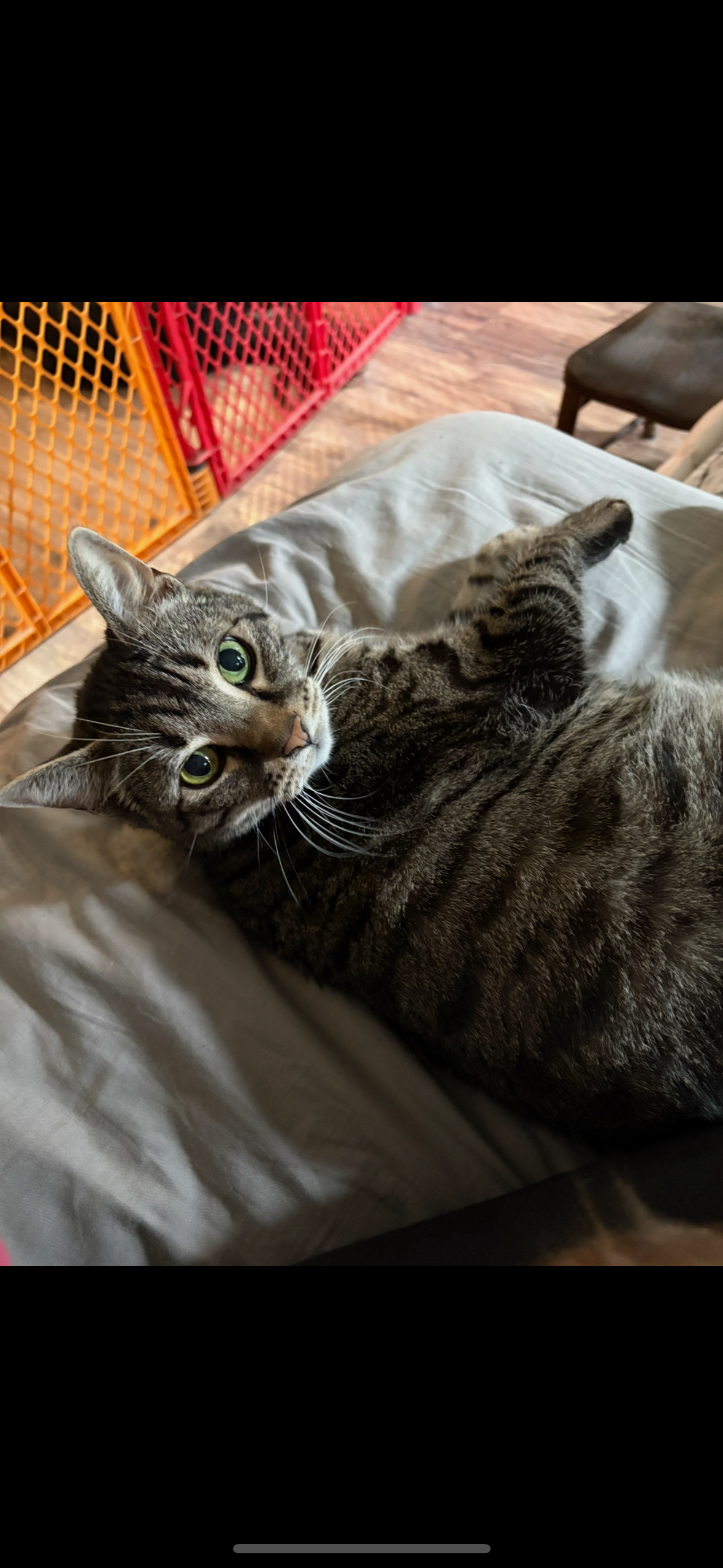 Support the Moon’s Cat Through Urgent Surgery campaign photo, 5 of 7