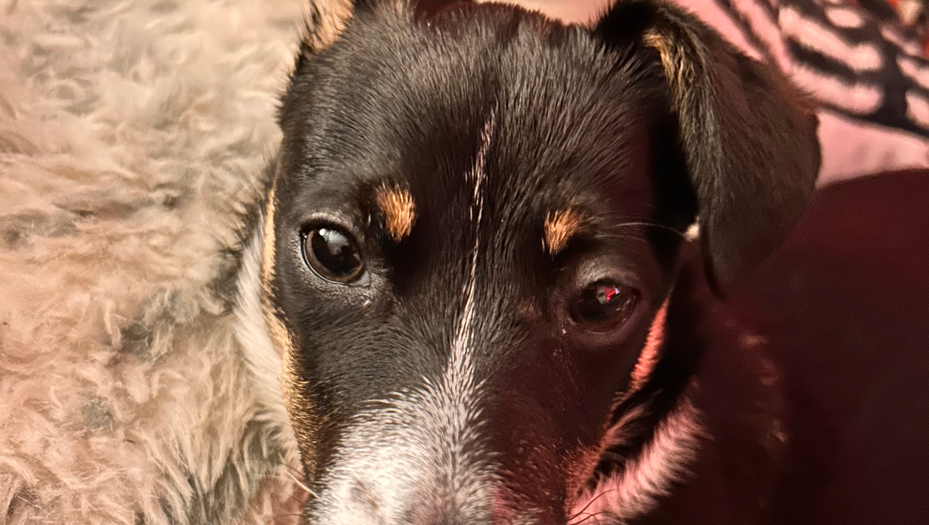 Aid Benjamin in Repaying Tobi's Kindness photo