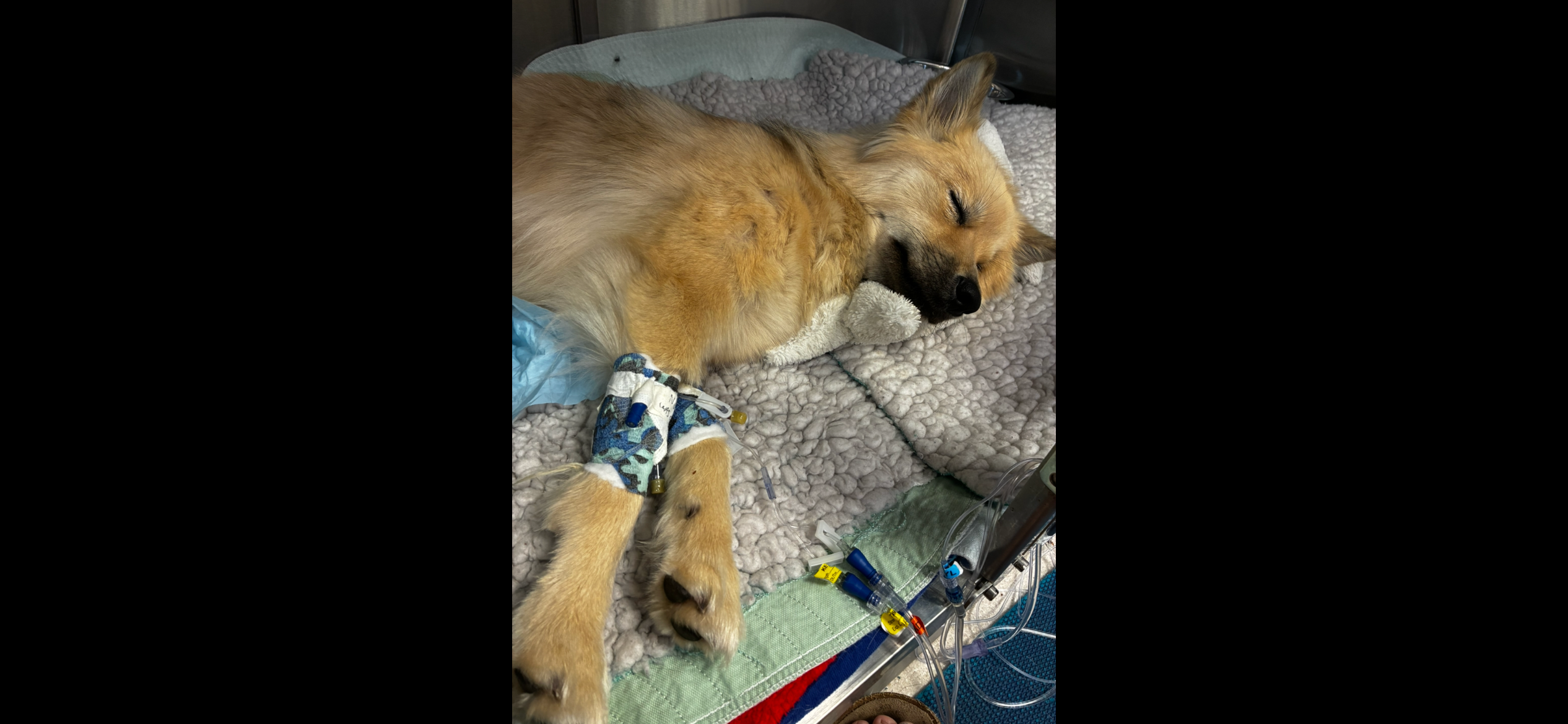 PhenWay vet bill for surgery campaign photo, 4 of 8