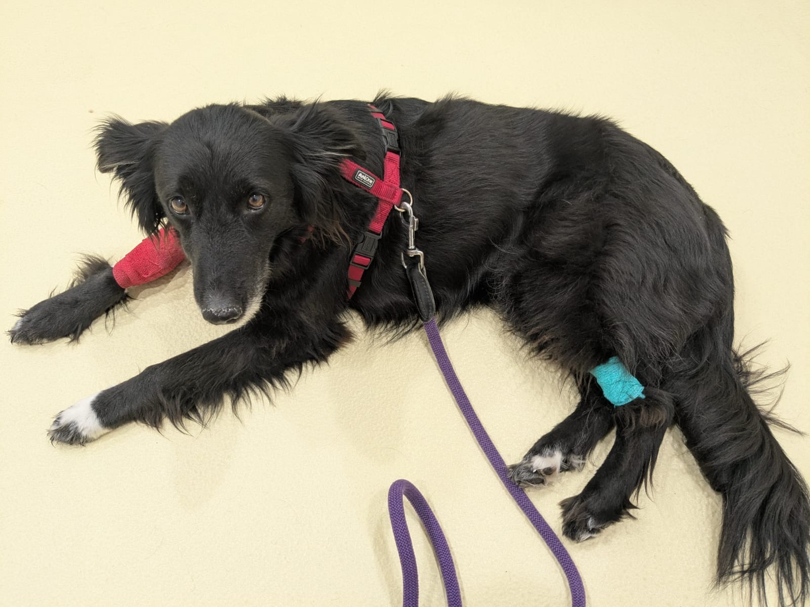 Hilfe für Abbey - Dickköpfiger Hund braucht Unterstützung campaign photo, 7 of 8