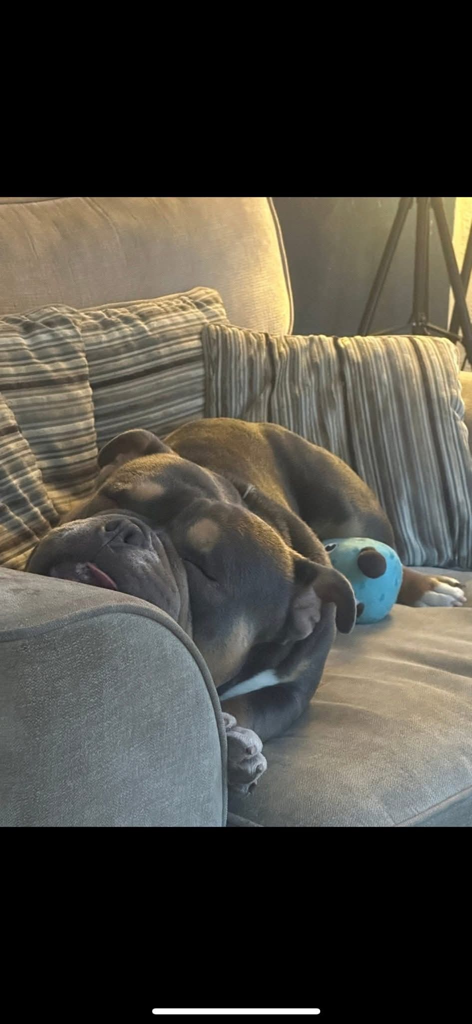 please help our dog Kenz campaign photo, 5 of 6