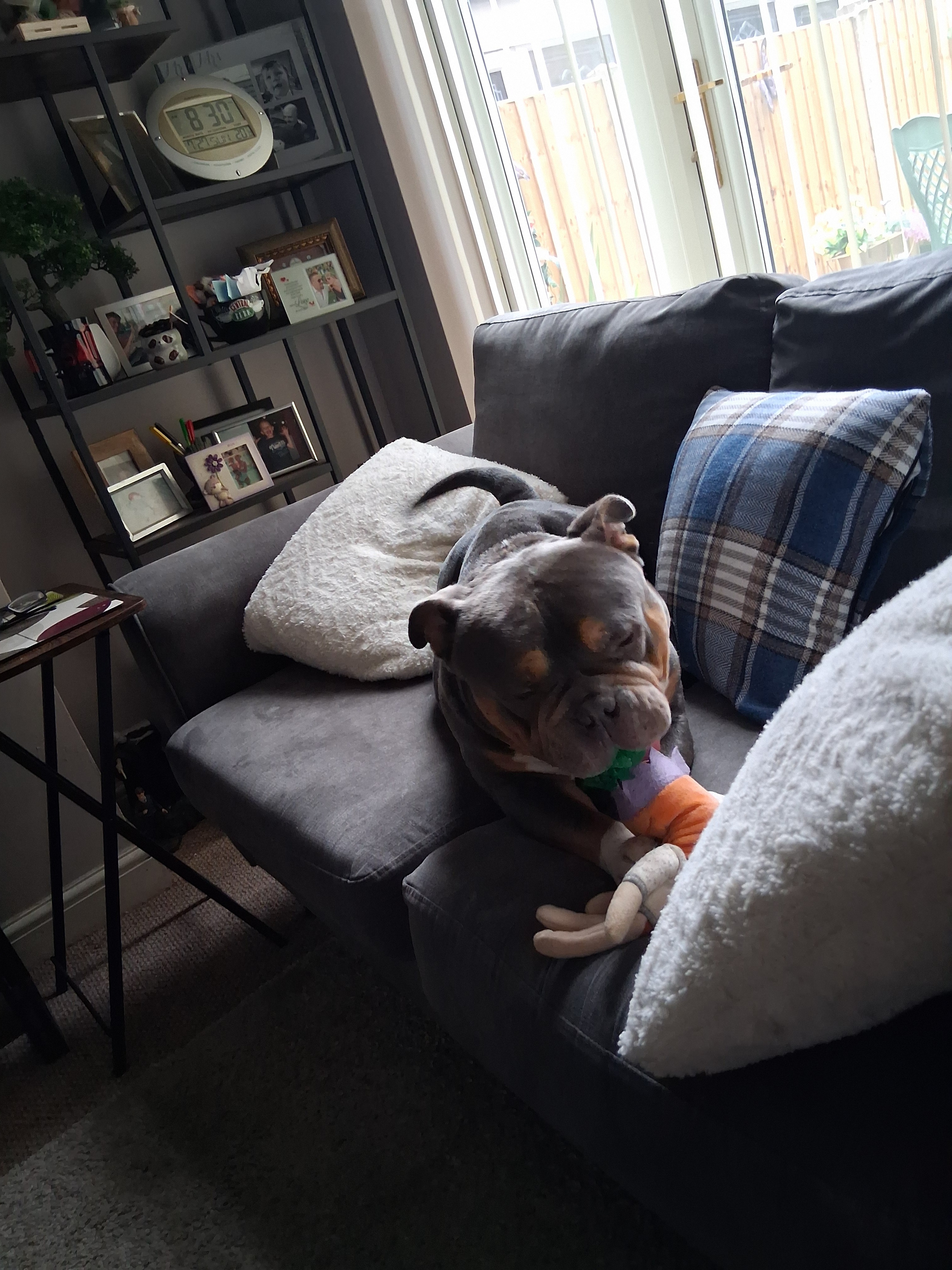 please help our dog Kenz campaign photo, 2 of 6
