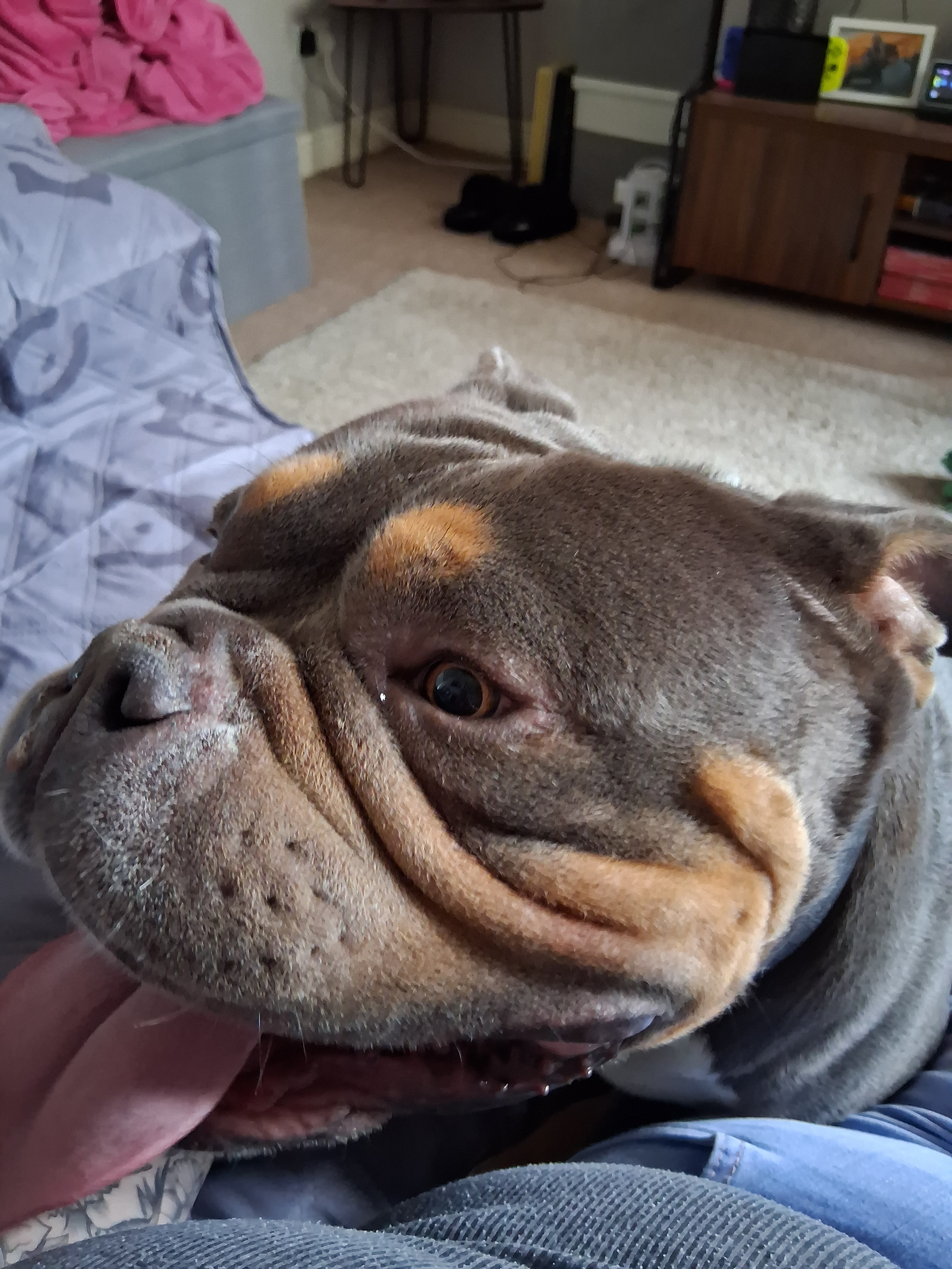 please help our dog Kenz campaign photo, 4 of 6