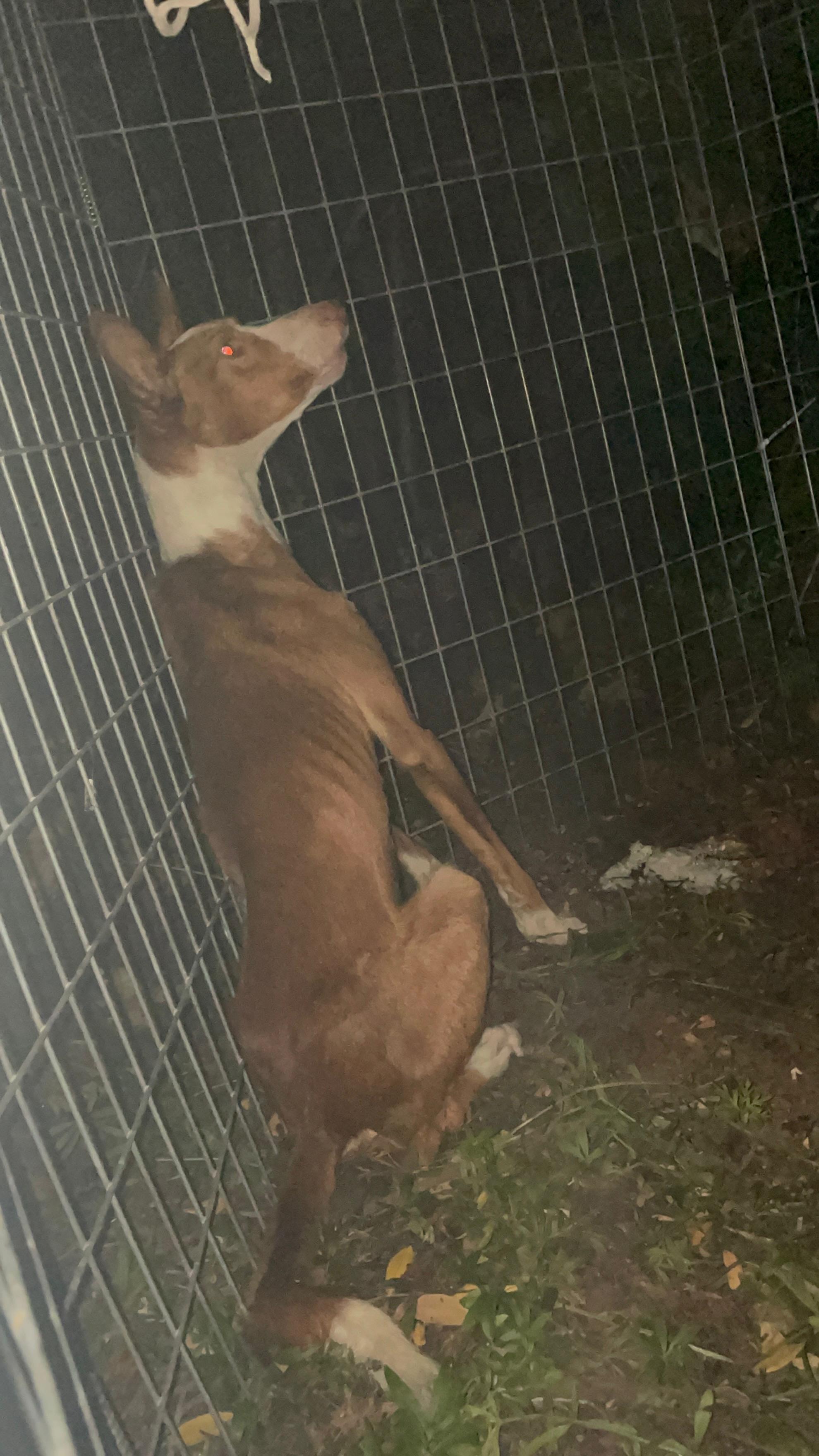 Kamera dringend gesucht: Rette Hunde mit uns! campaign photo, 7 of 8