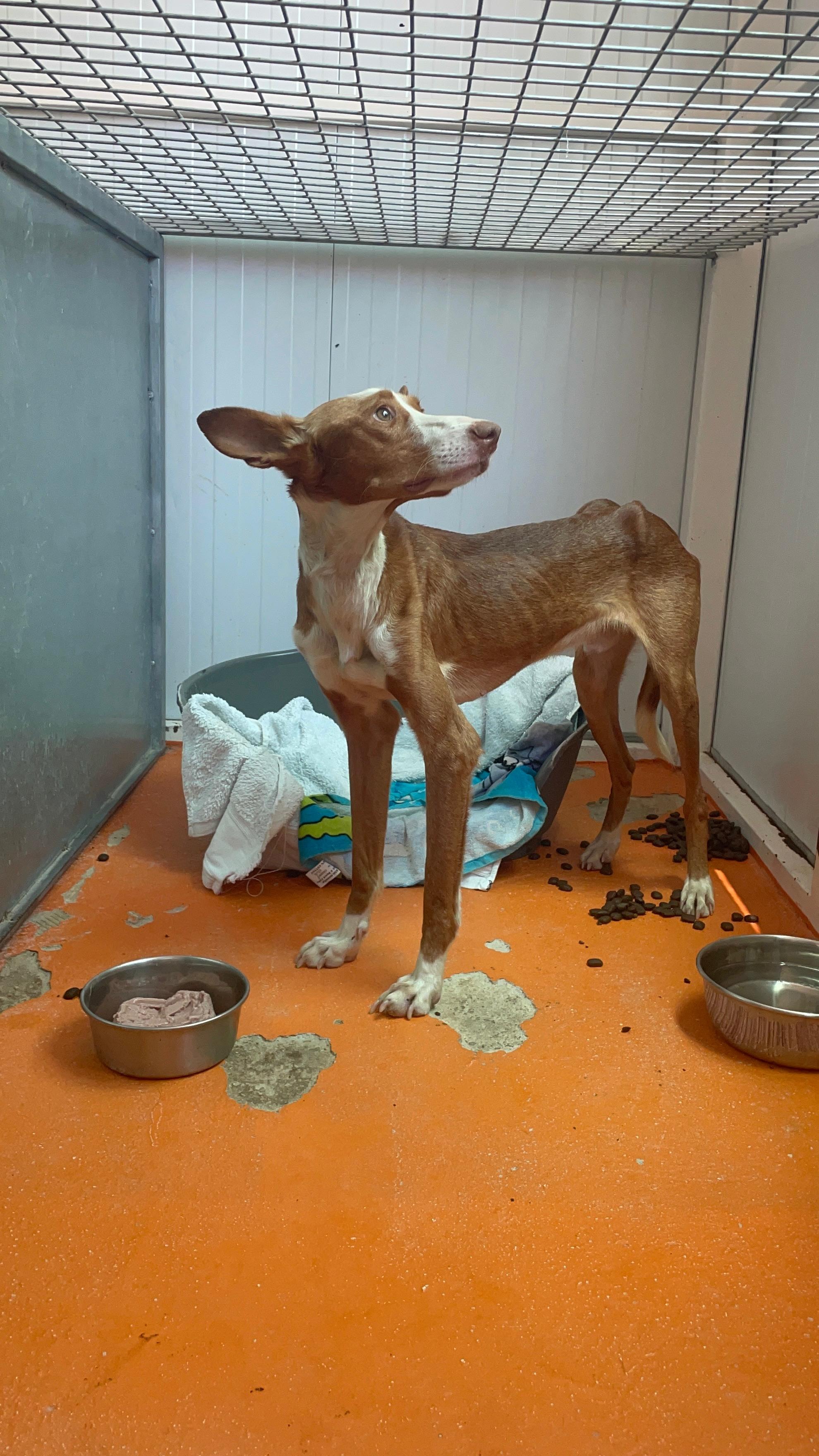 Kamera dringend gesucht: Rette Hunde mit uns! campaign photo, 4 of 8