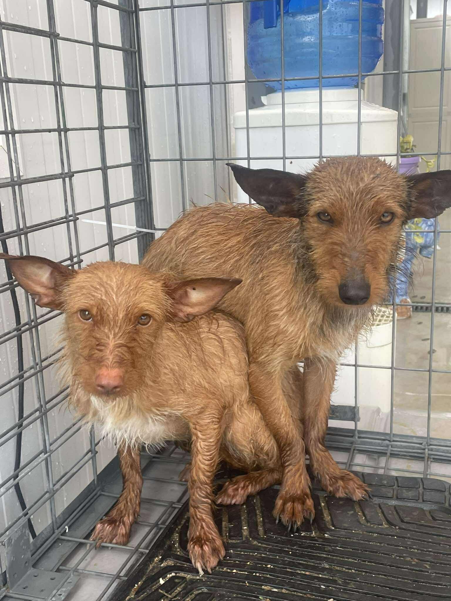 Kamera dringend gesucht: Rette Hunde mit uns! campaign photo, 5 of 8