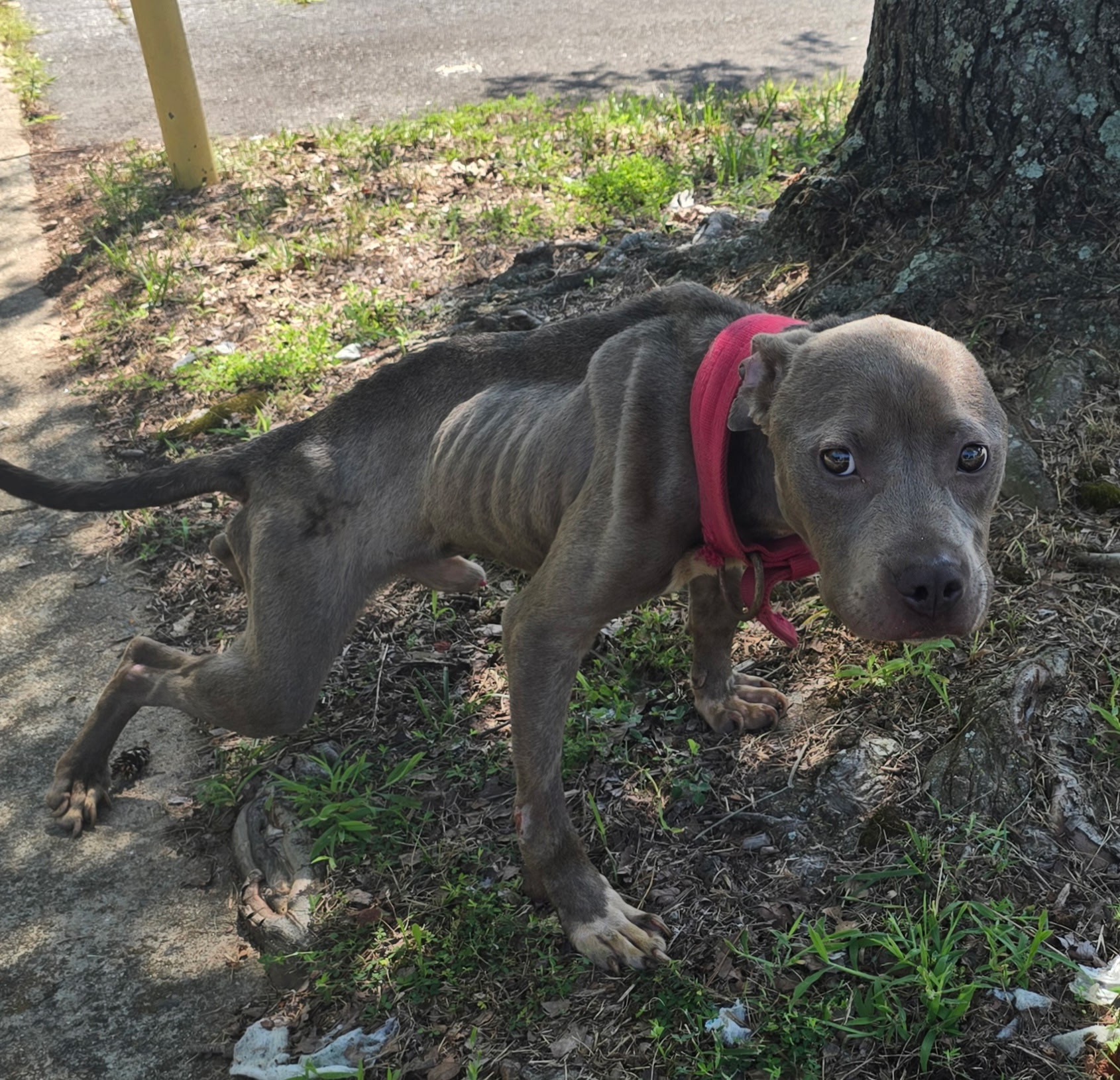 Help Dodge Recover: Support His Journey campaign photo, 2 of 4