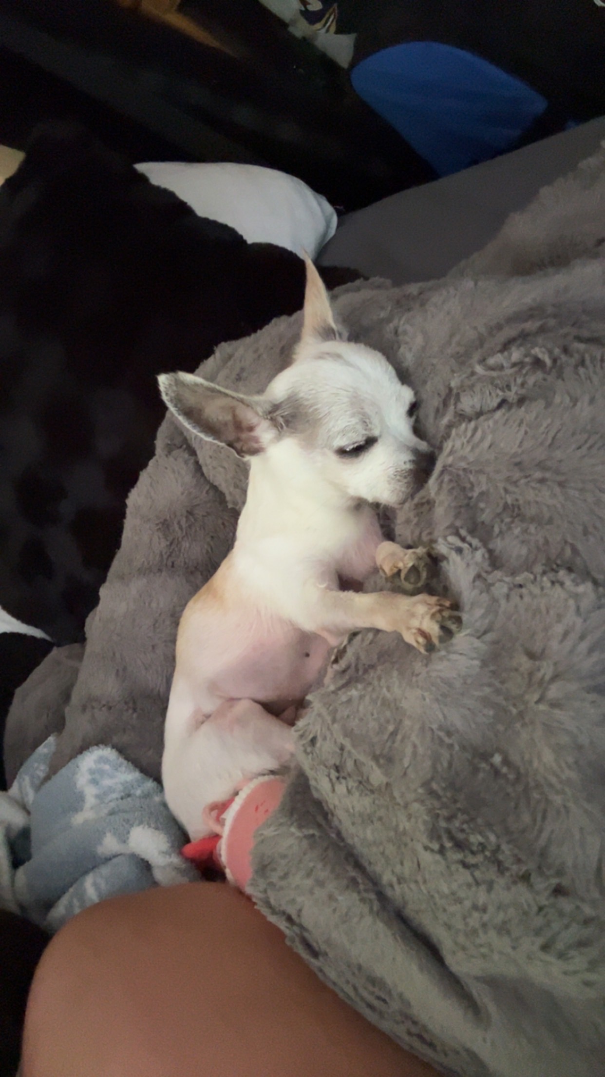 Support Willy's Life-Saving Surgery campaign photo, 7 of 8