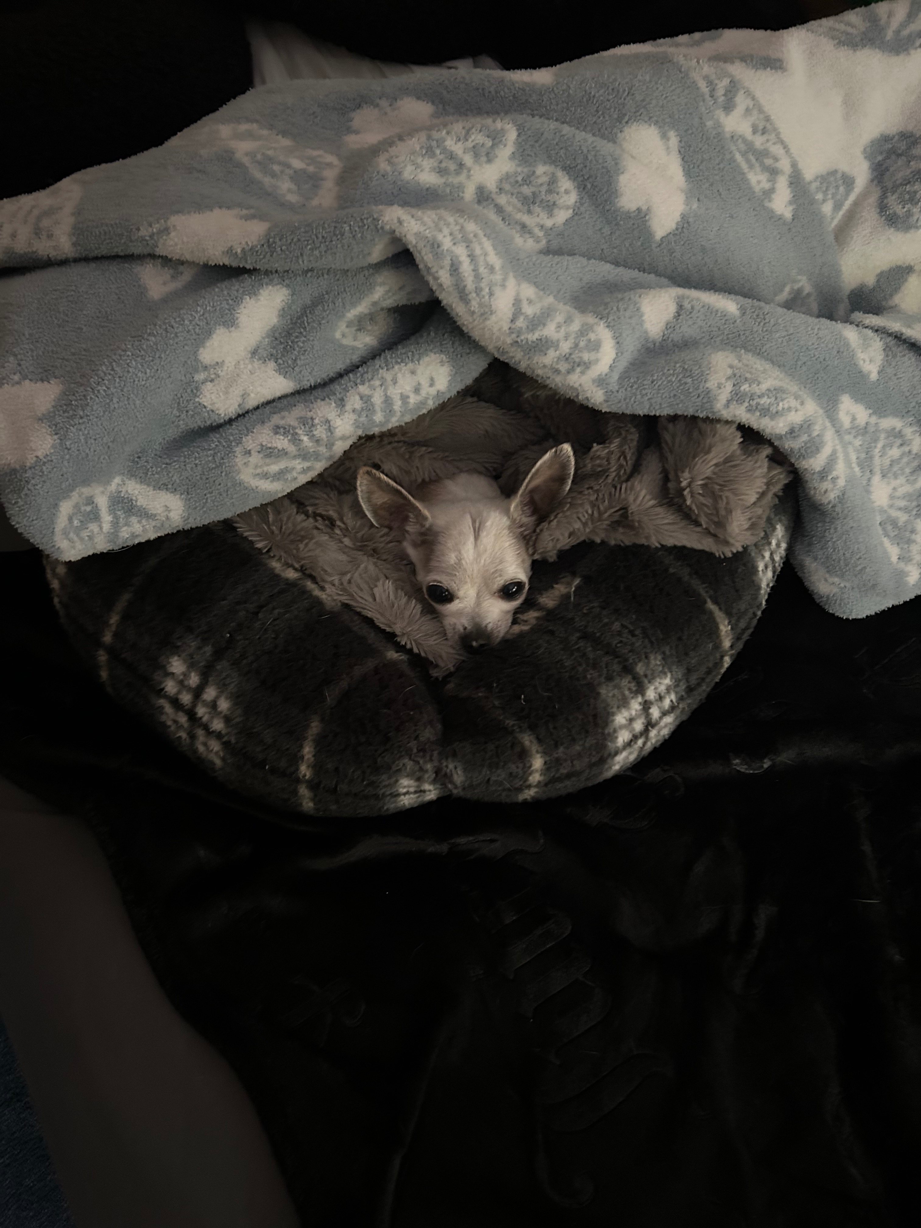 Support Willy's Life-Saving Surgery campaign photo, 2 of 8