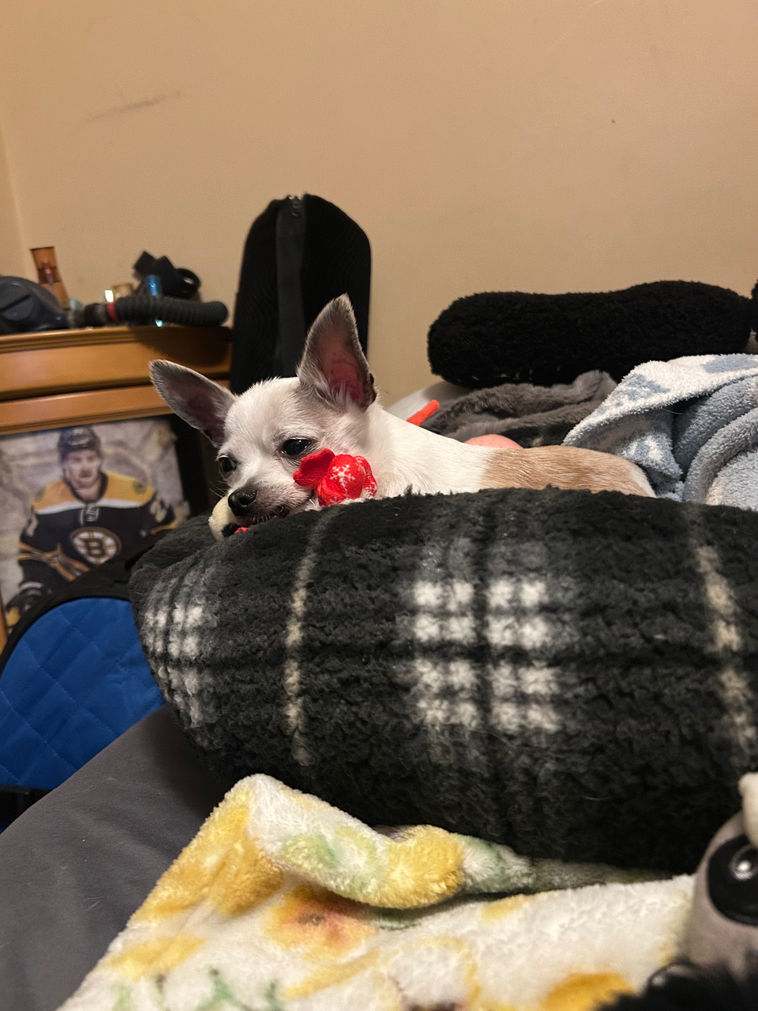 Support Willy's Life-Saving Surgery campaign photo, 6 of 8