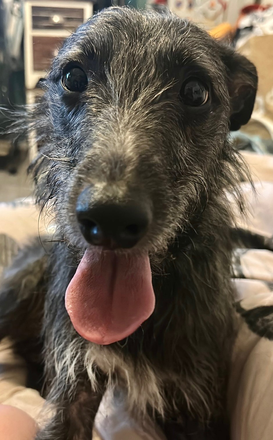 PLEASE PLEASE HELP Carlos aka Jose Stay in his Forever Home campaign photo, 5 of 7
