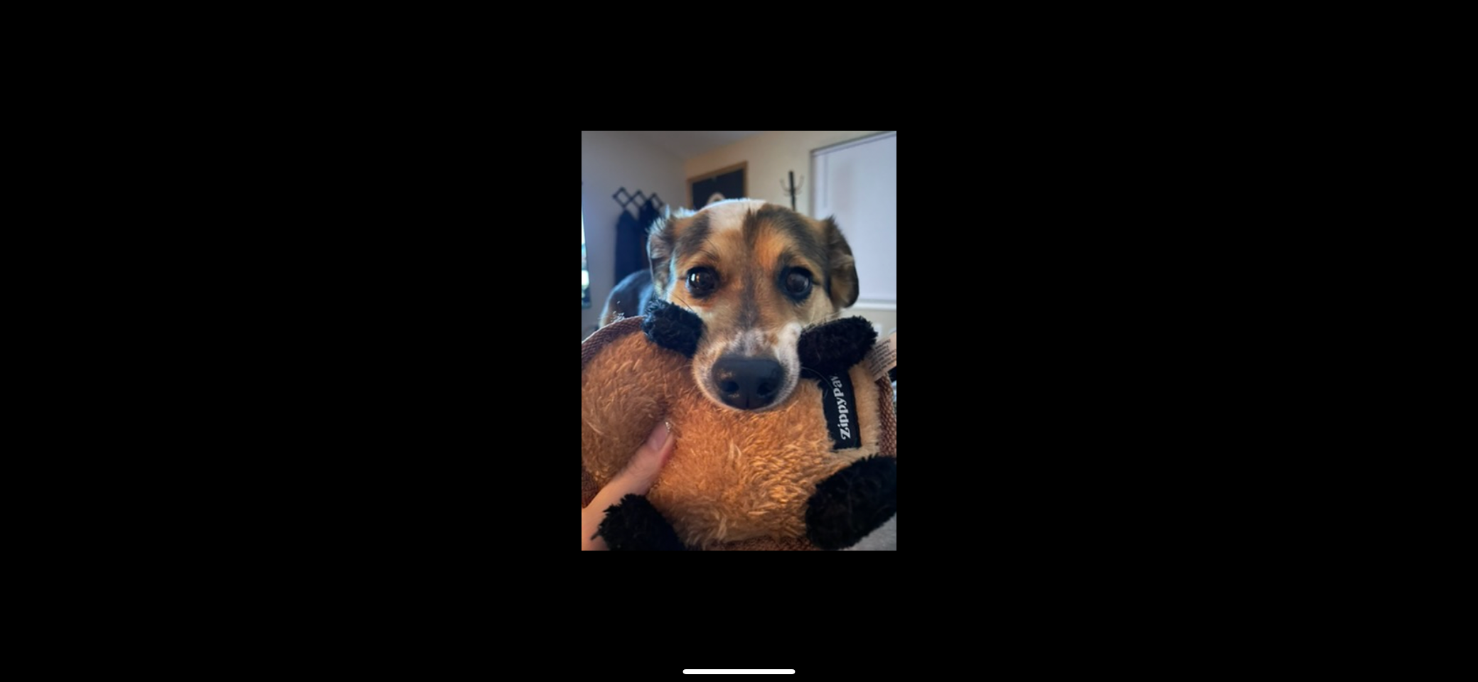 Support Bailey's Second Crucial Surgery campaign photo, 5 of 6