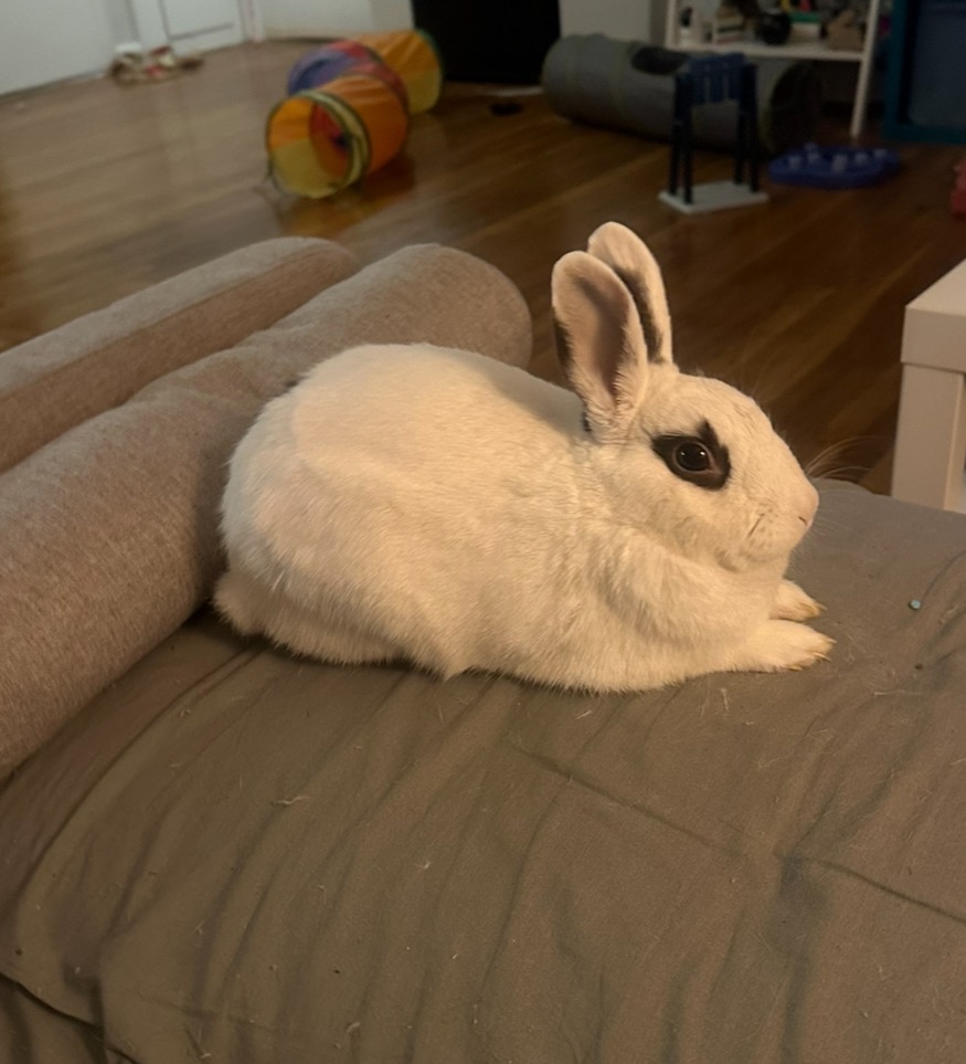 Surgery for Rescue Rabbit Cream Cheese campaign photo, 6 of 7