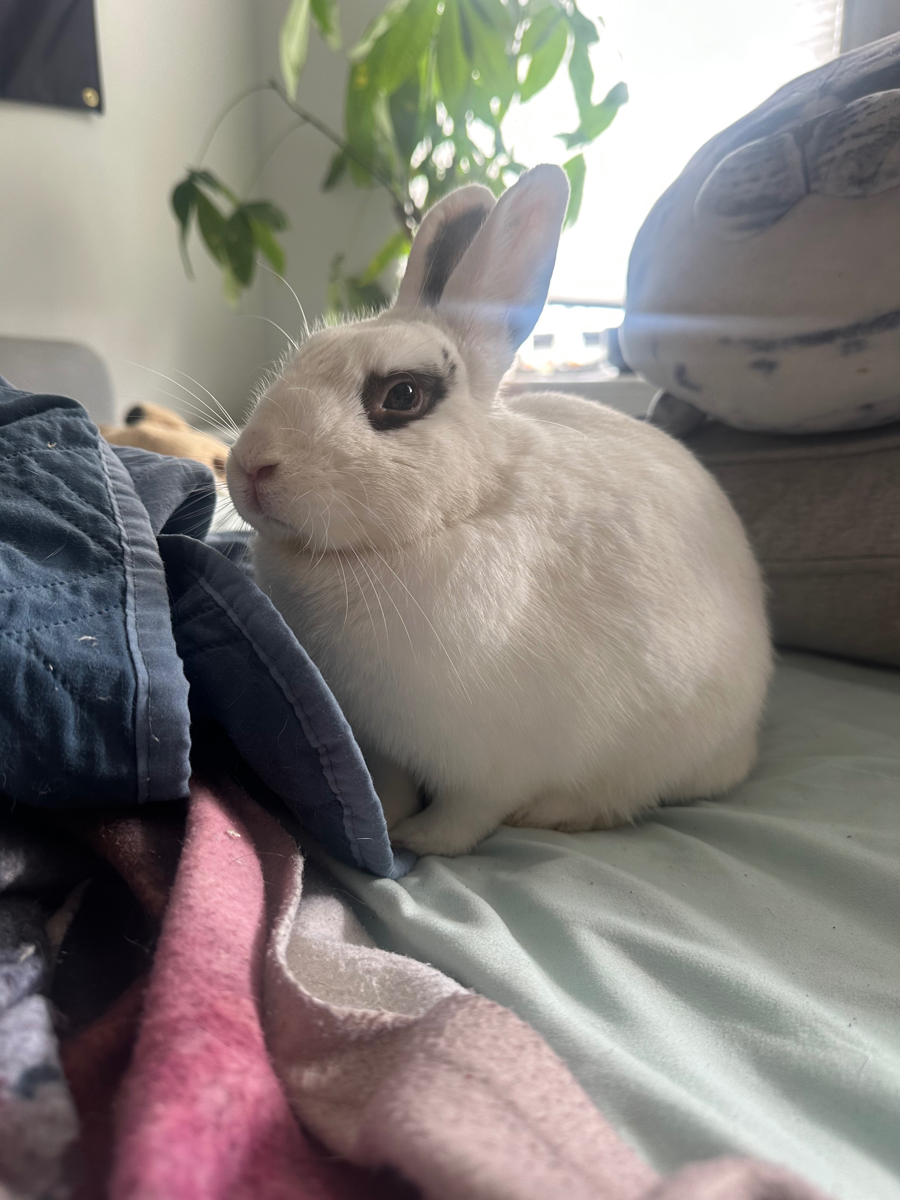 Surgery for Rescue Rabbit Cream Cheese campaign photo, 2 of 7