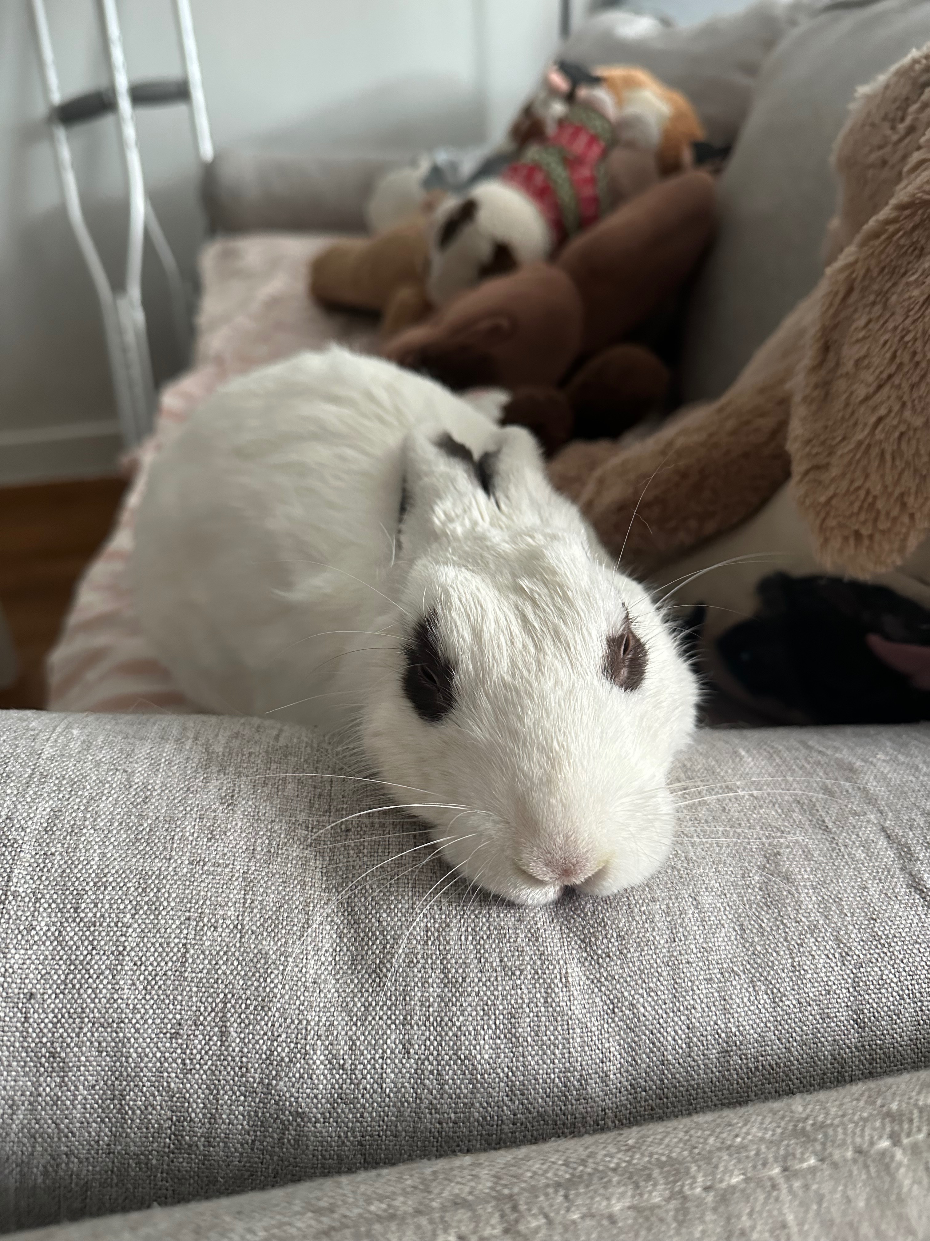 Surgery for Rescue Rabbit Cream Cheese campaign photo, 4 of 7