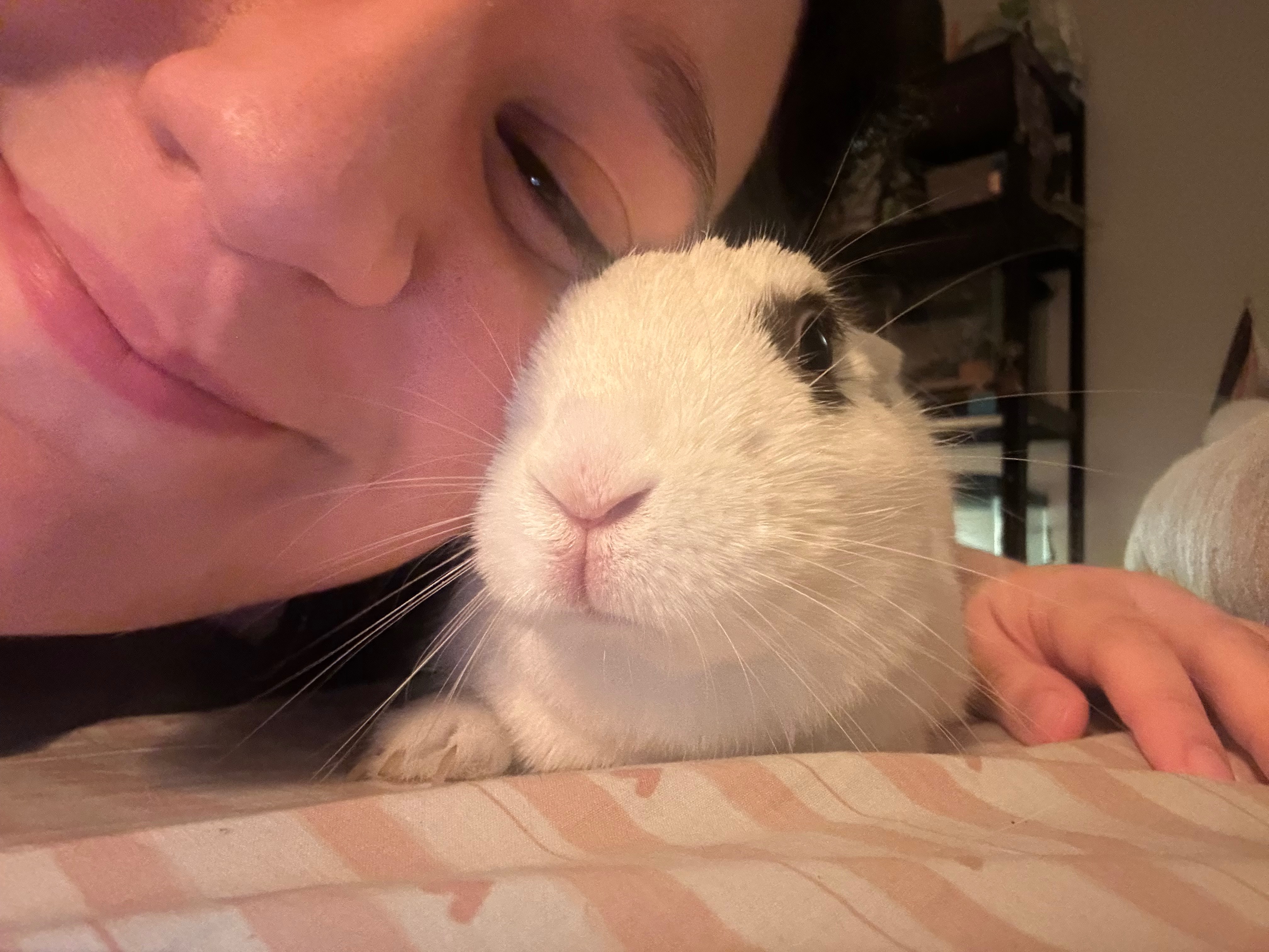 Surgery for Rescue Rabbit Cream Cheese campaign photo, 5 of 7