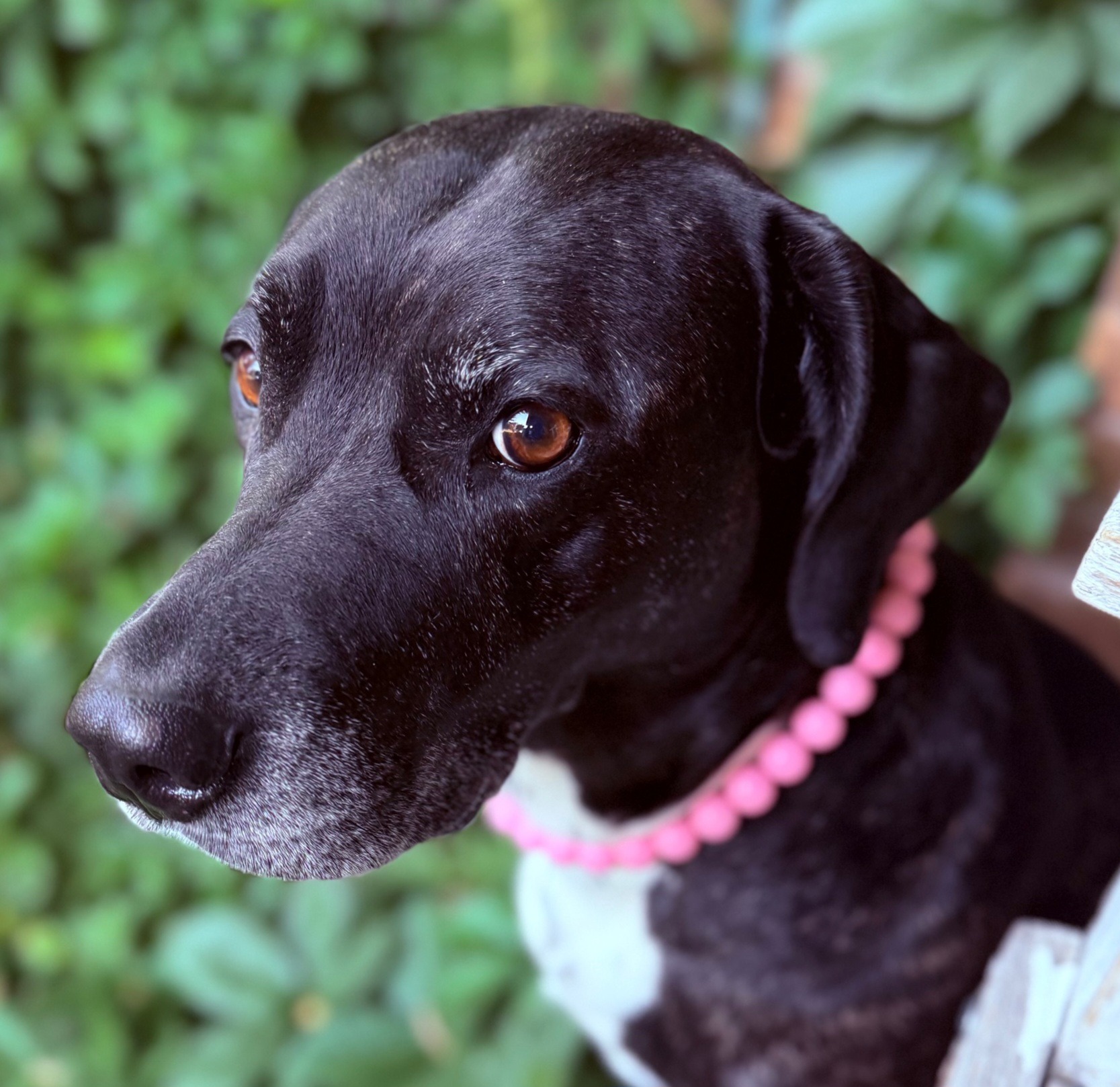 Save Hazel– Emergency Surgery for Life-Threatening Infection campaign photo, 5 of 6