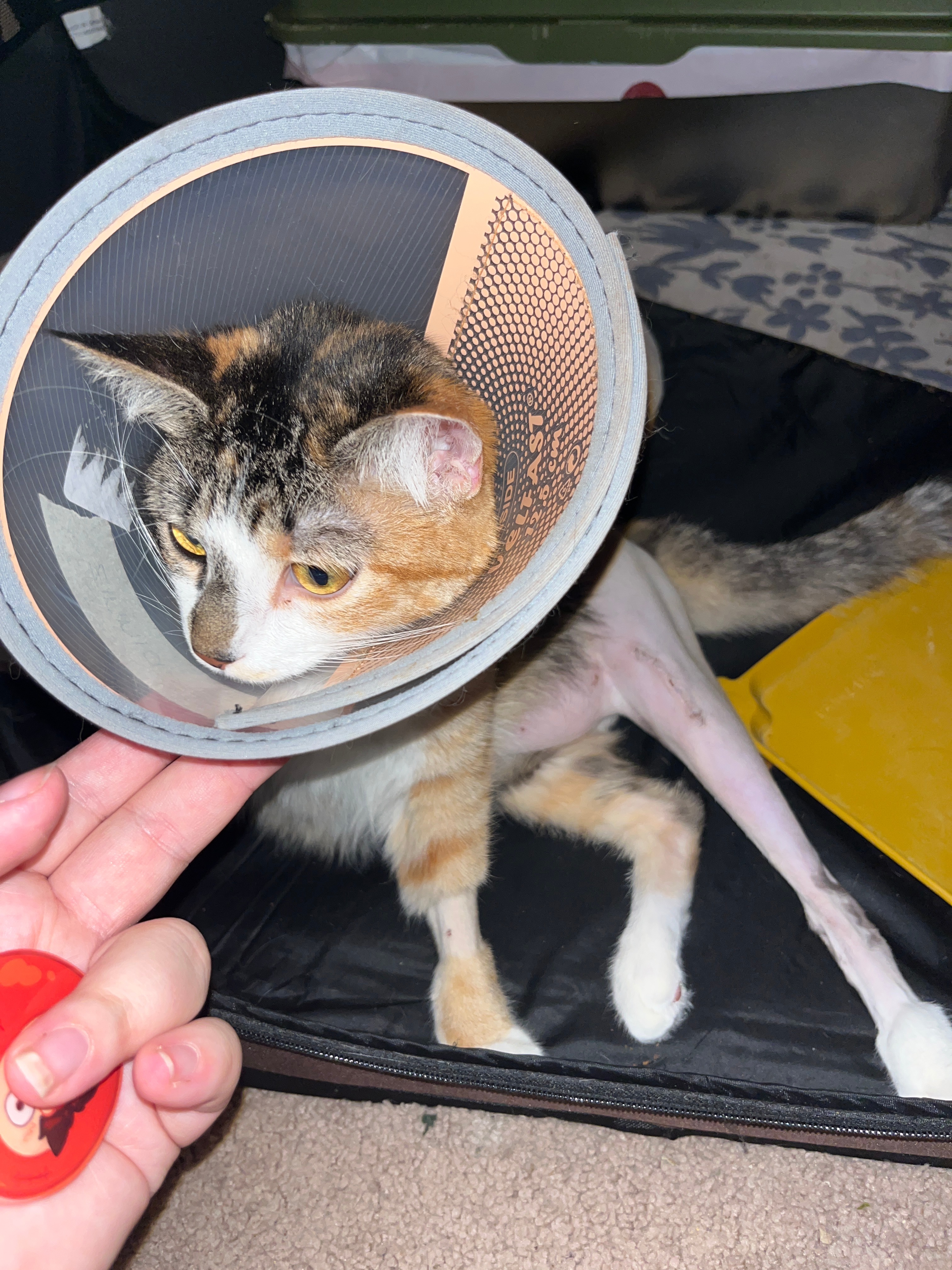 Help Ruby Pay for Zinnia's Surgeries campaign photo, 7 of 8