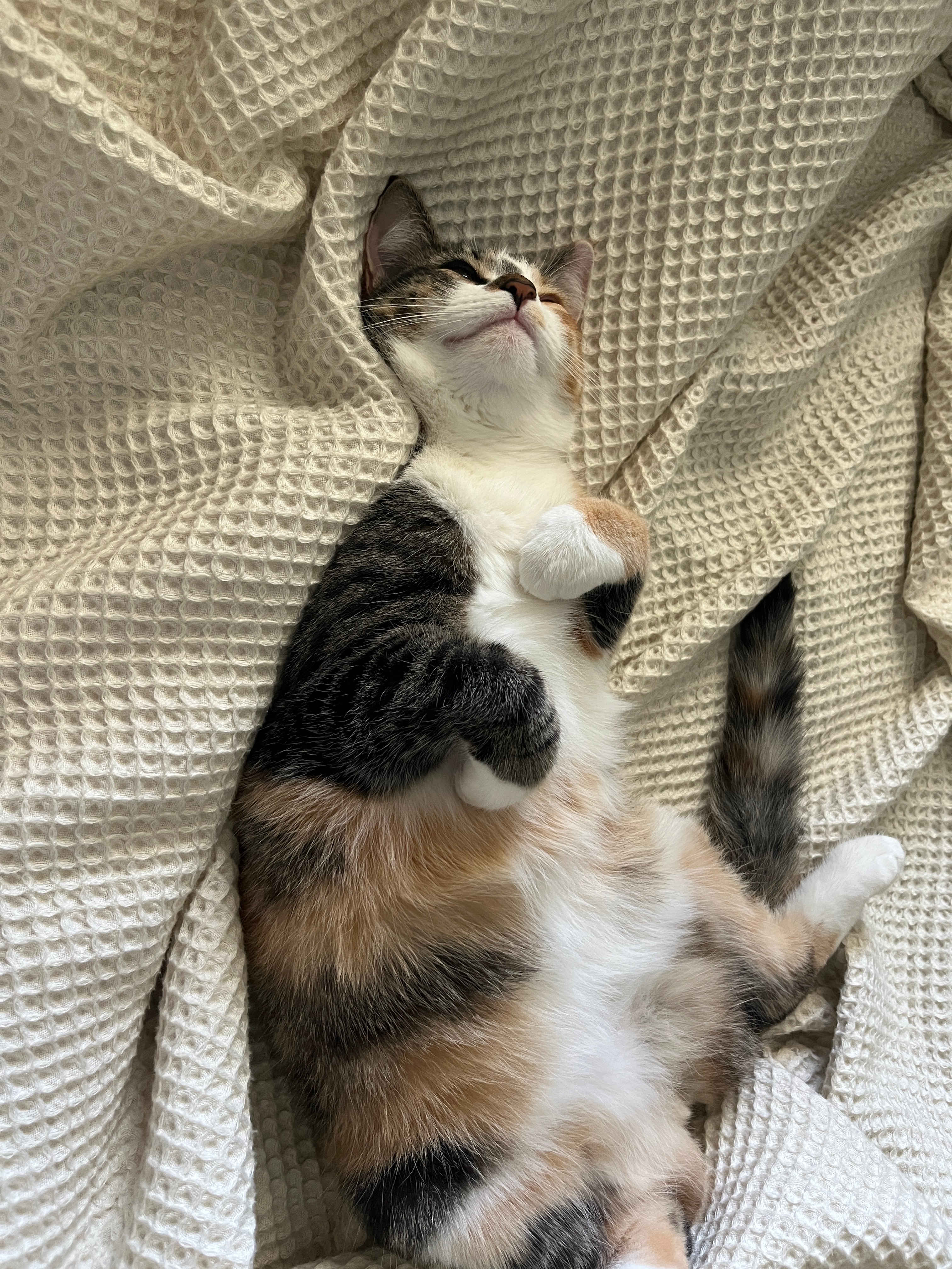 Help Ruby Pay for Zinnia's Surgeries campaign photo, 2 of 8