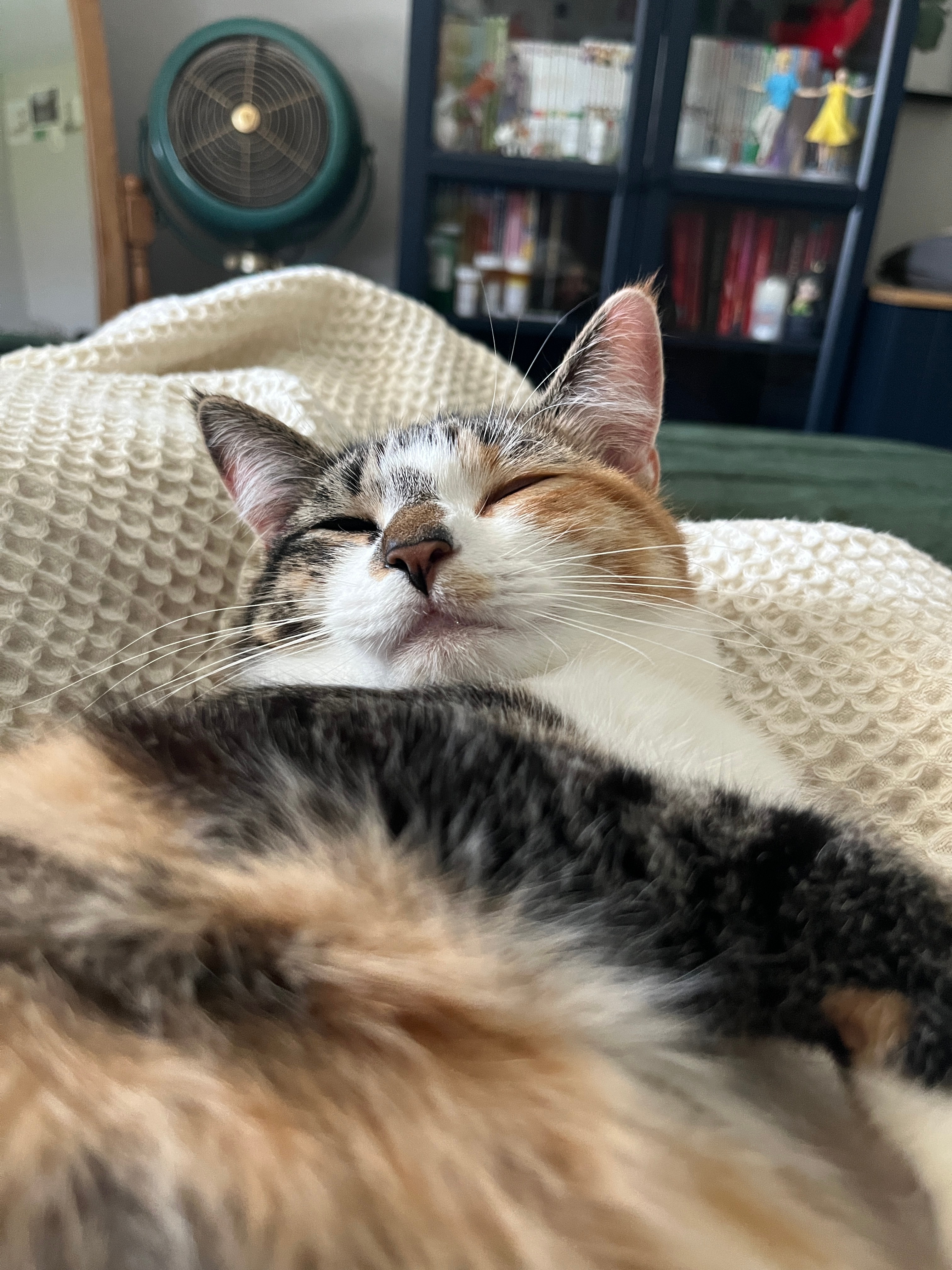 Help Ruby Pay for Zinnia's Surgeries campaign photo, 4 of 8