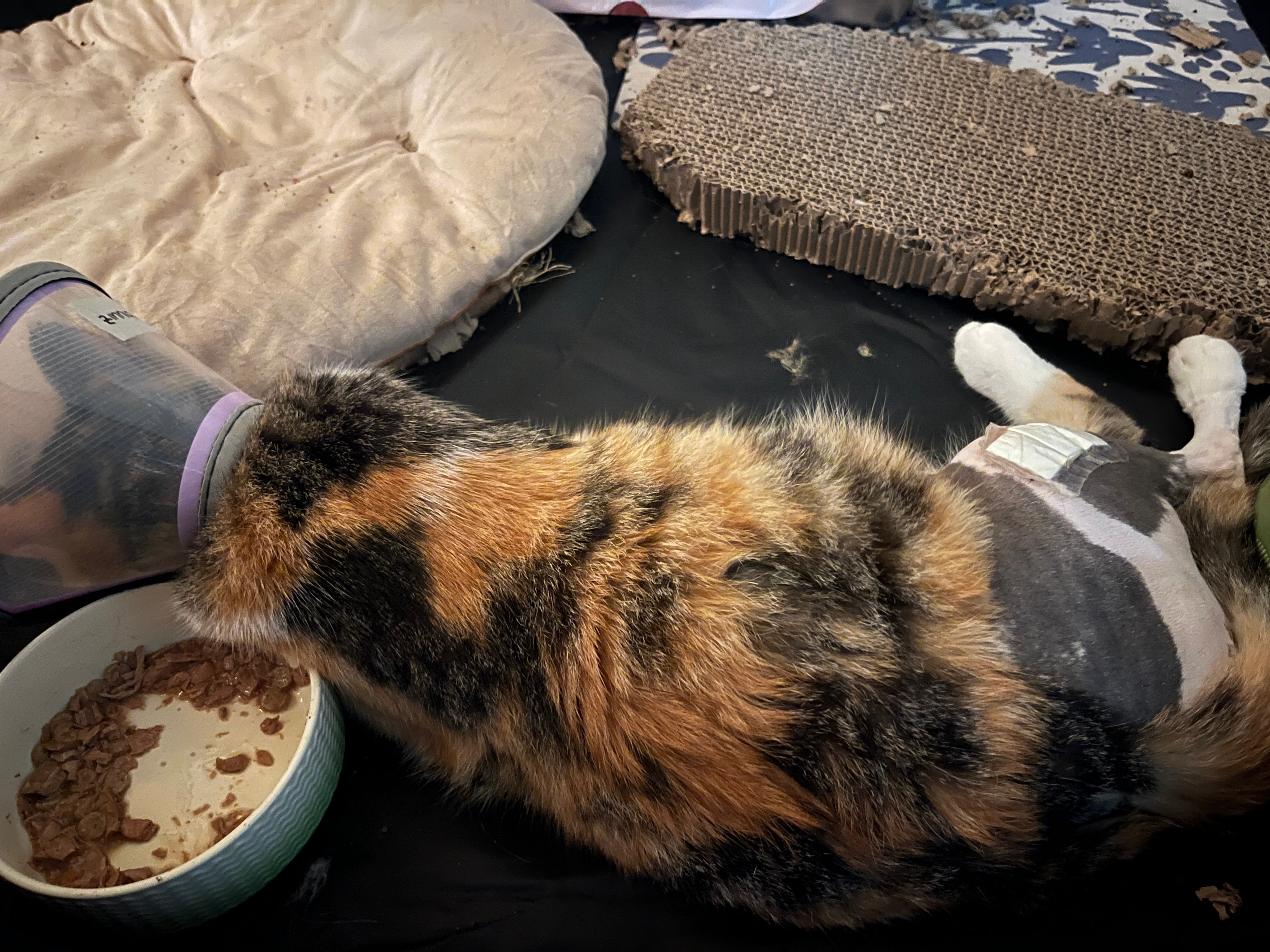 Help Ruby Pay for Zinnia's Surgeries campaign photo, 5 of 8