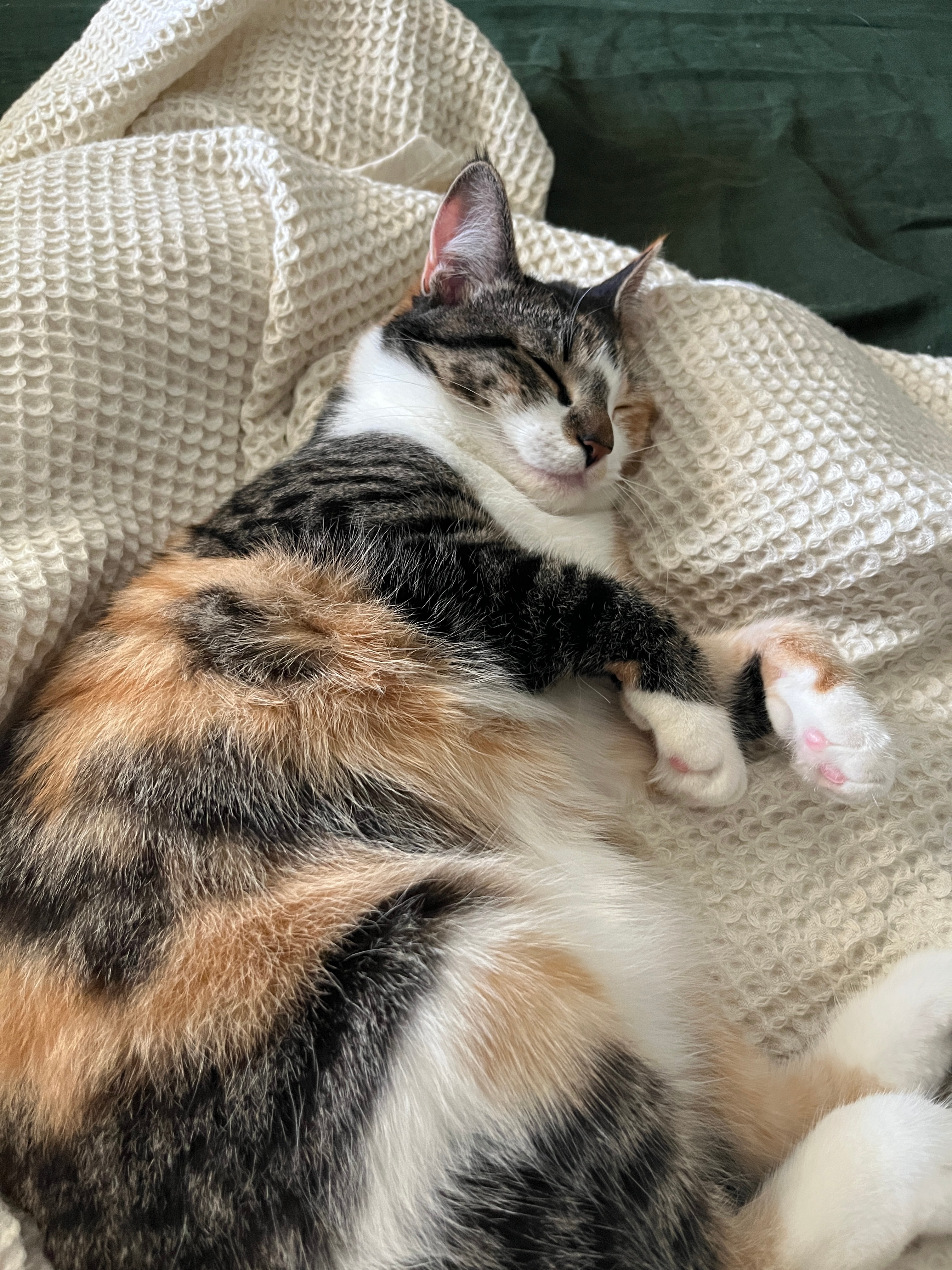 Help Ruby Pay for Zinnia's Surgeries campaign photo, 6 of 8