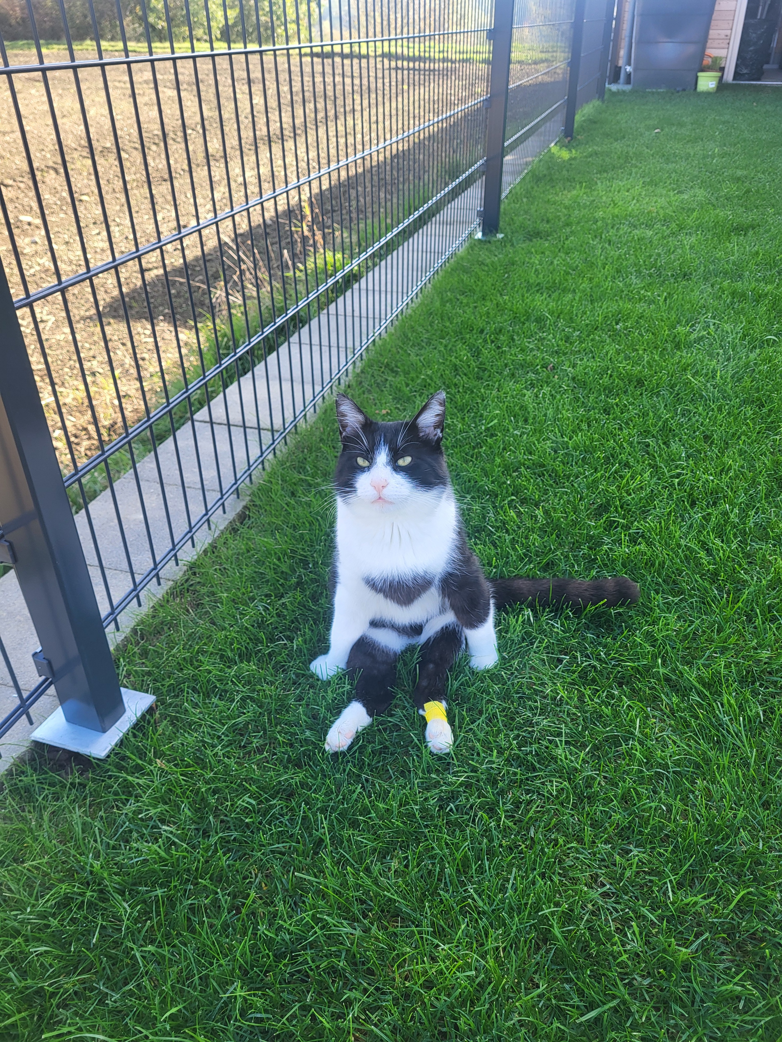 For Luigi - Help with veterinary costs & therapy campaign photo, 7 of 8
