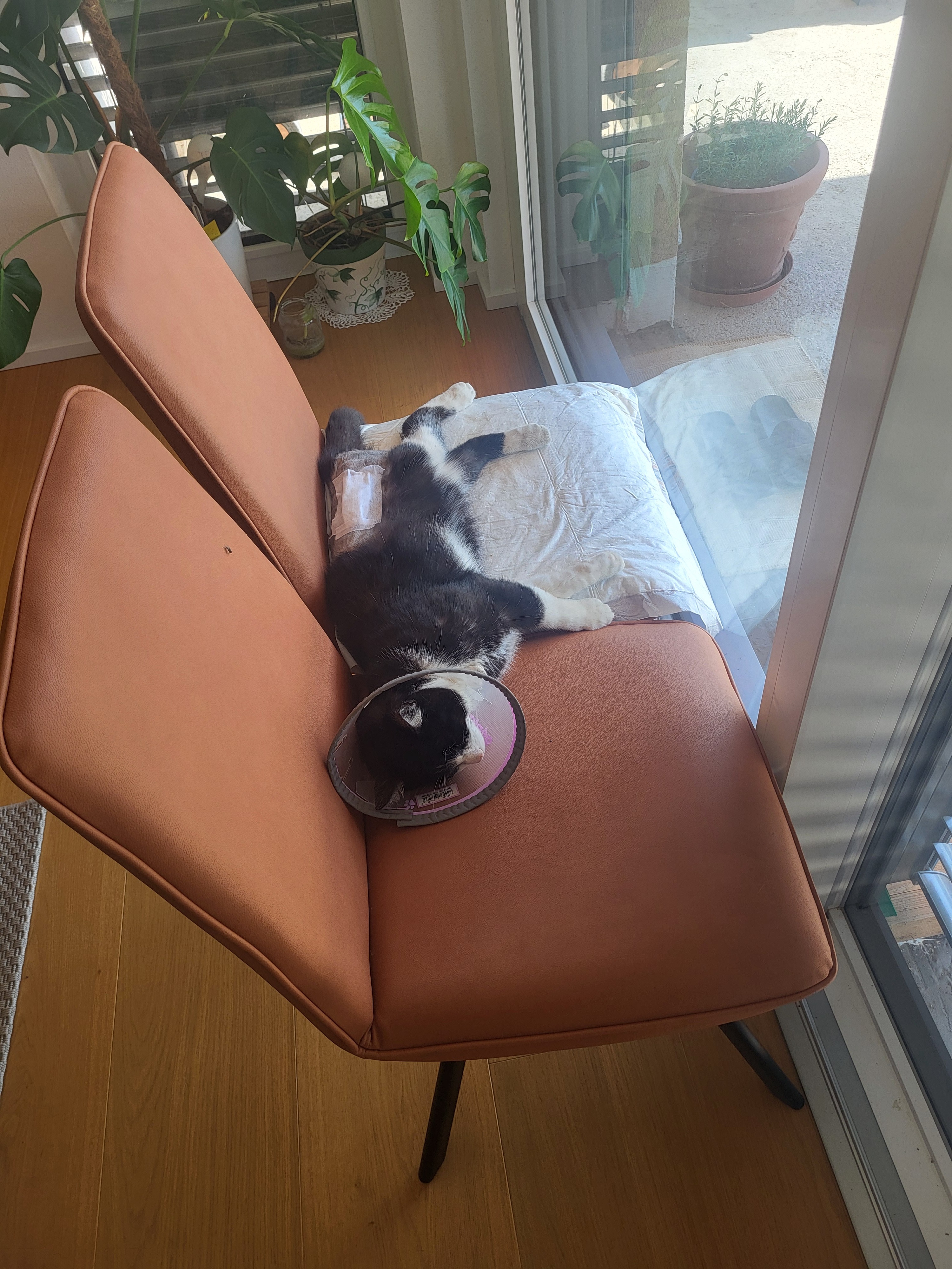 For Luigi - Help with veterinary costs & therapy campaign photo, 2 of 8