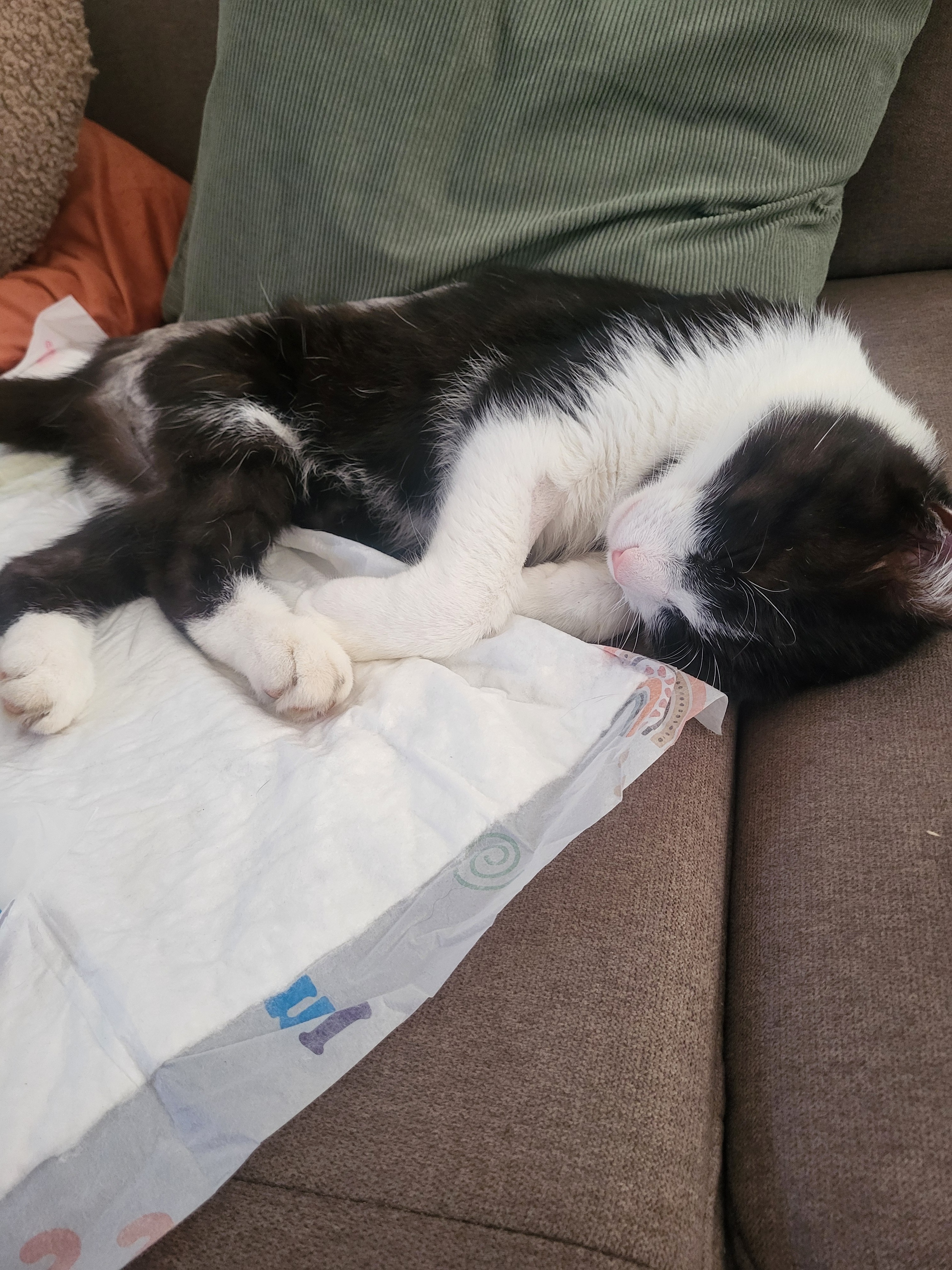For Luigi - Help with veterinary costs & therapy campaign photo, 4 of 8