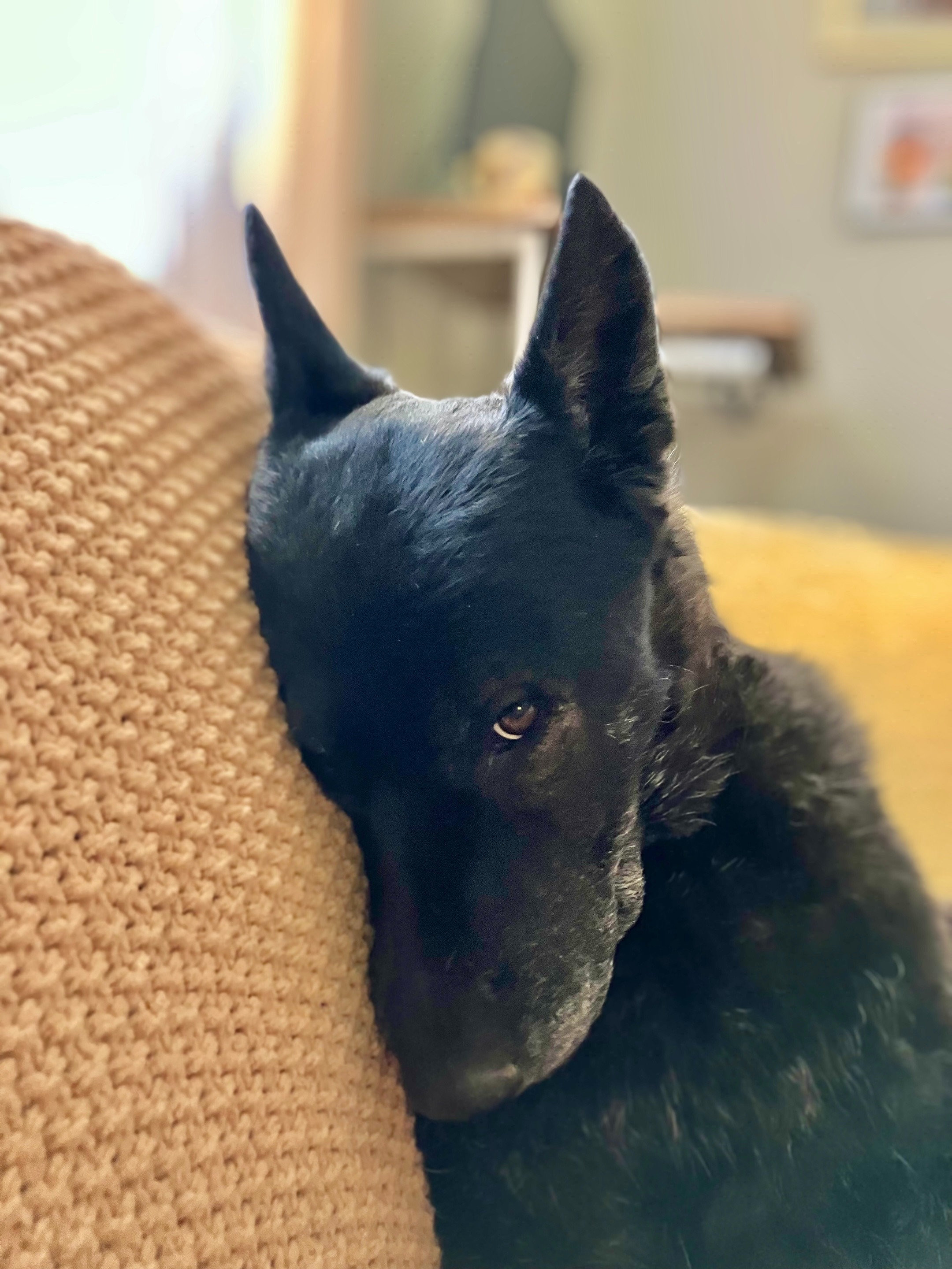 Luca's Fur-Ever Purpose! Cancer-free and dog rescue. campaign photo, 4 of 8