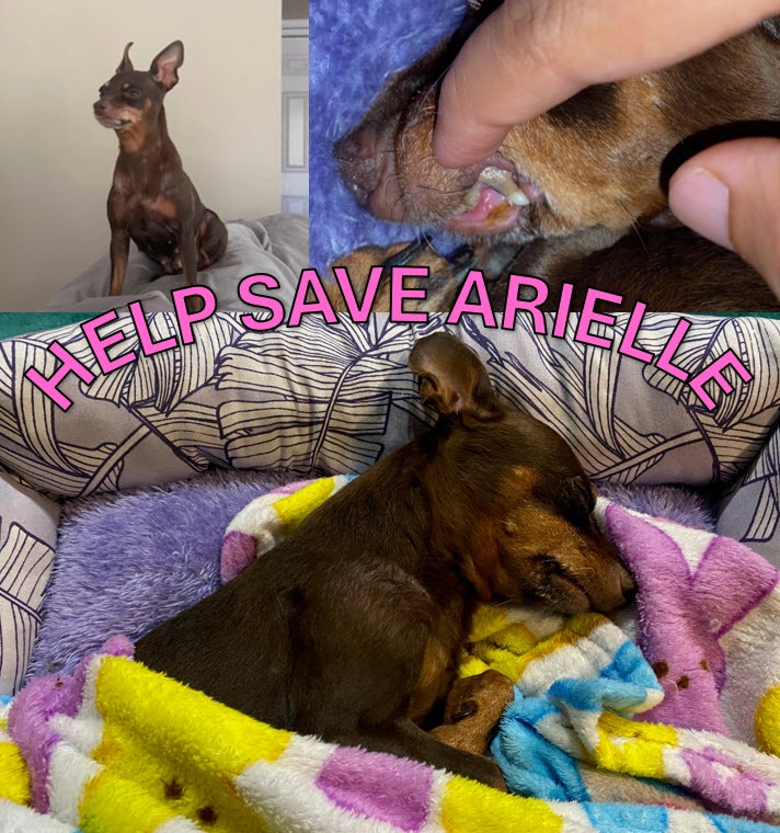 Help Save Arielle: A Little Dog in Need of Surgery campaign photo, 4 of 5