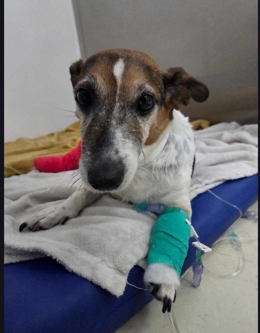 Mili's surgery campaign photo, 5 of 6