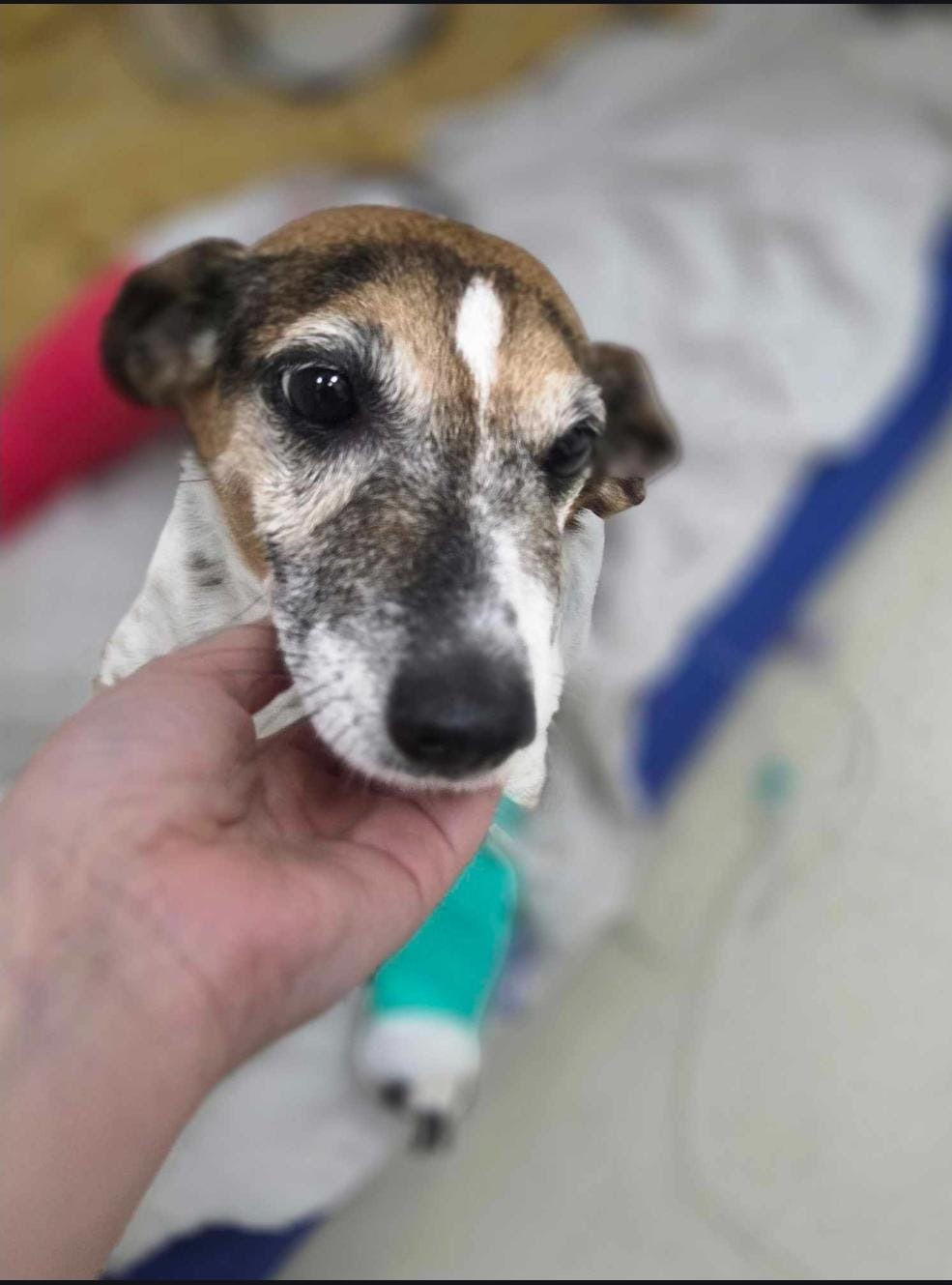 Mili's surgery campaign photo, 2 of 6