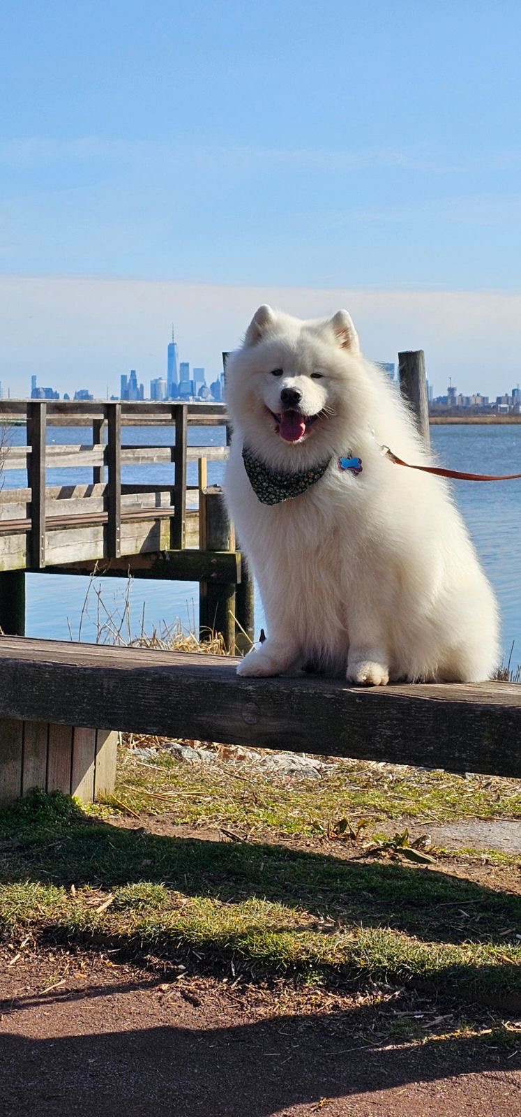 Jo Ann's Loyal Companion Needs You campaign photo, 7 of 8