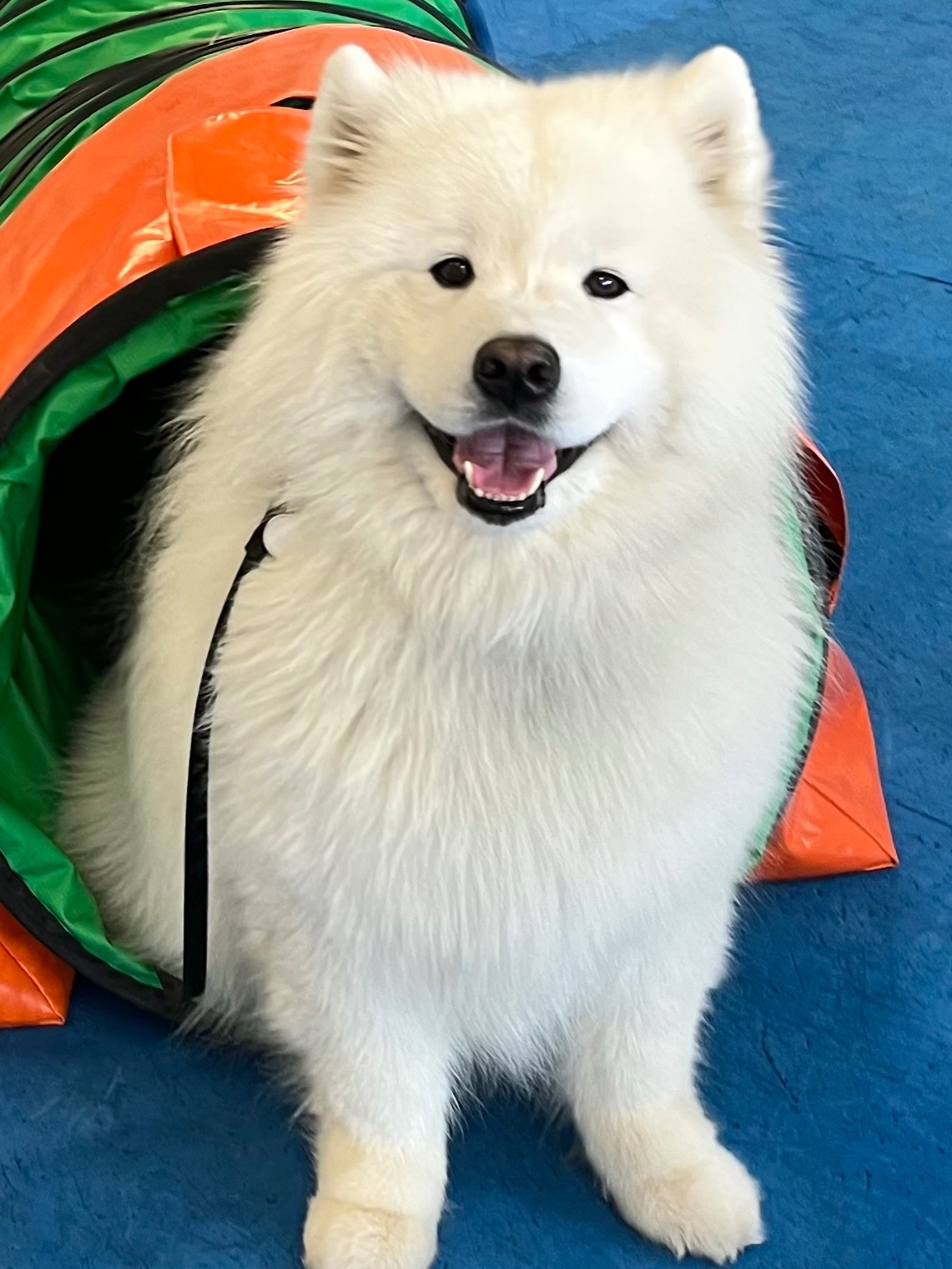 Jo Ann's Loyal Companion Needs You campaign photo, 2 of 8