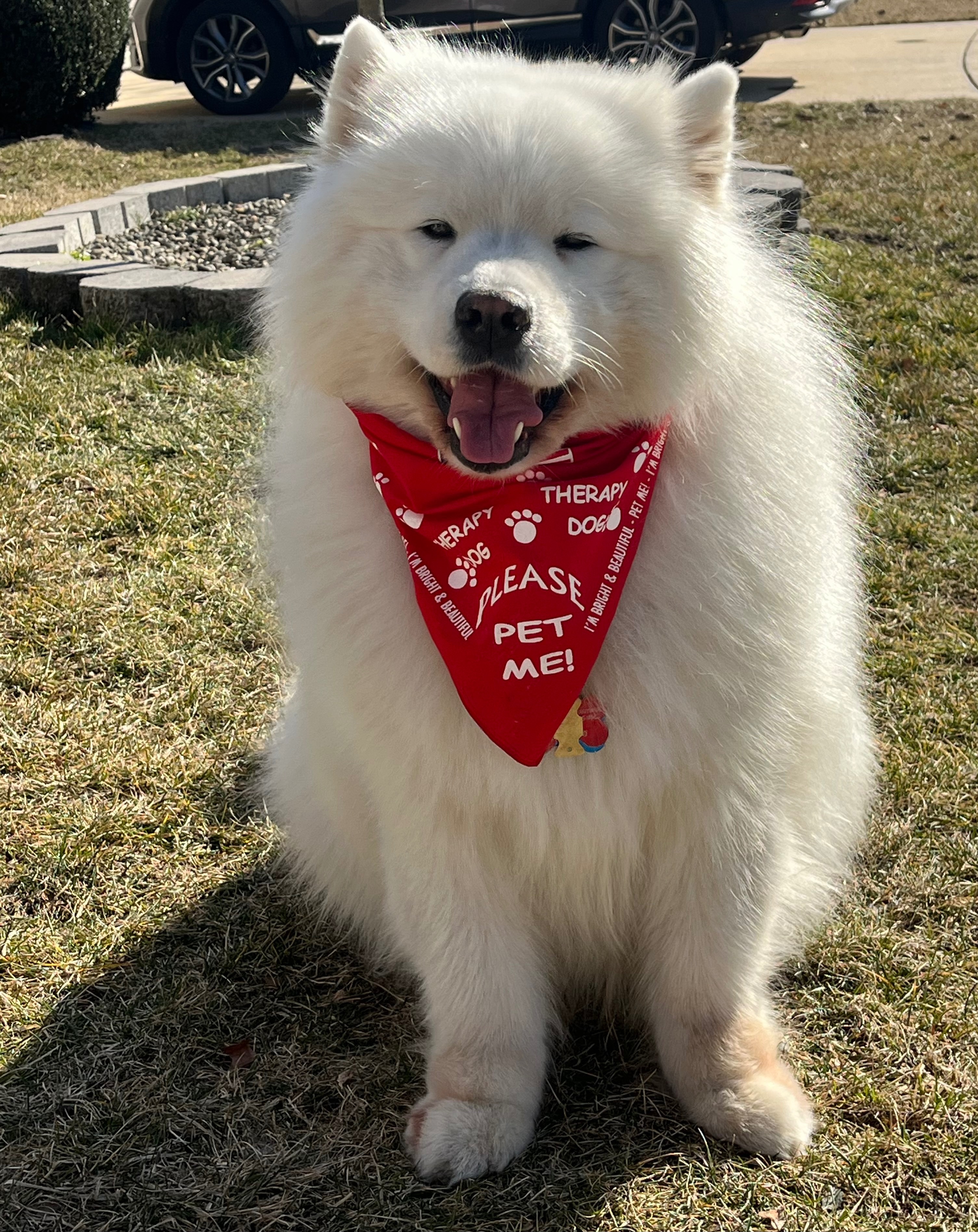 Jo Ann's Loyal Companion Needs You campaign photo, 5 of 8