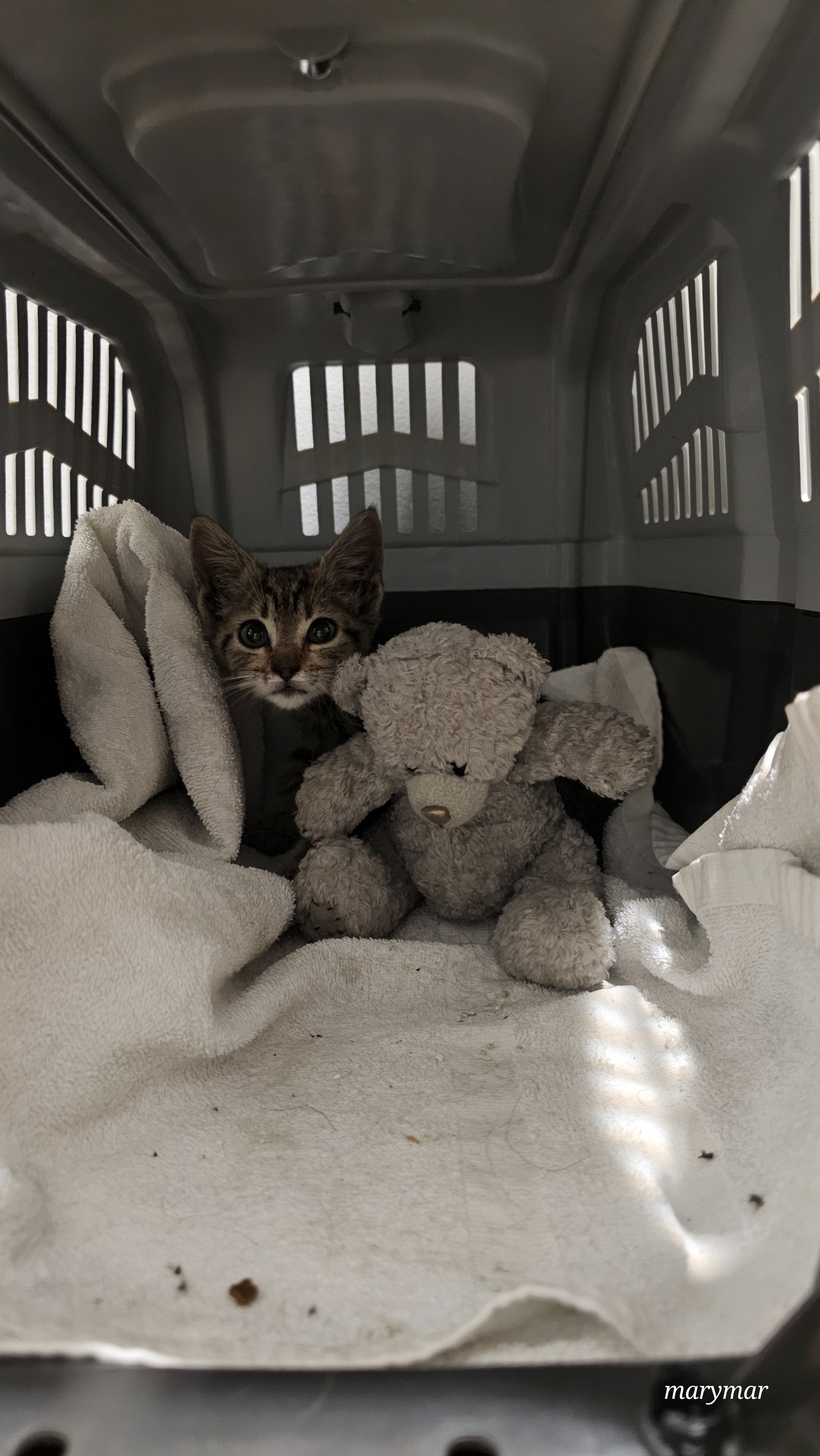 Ayuda para gatito encontrado campaign photo, 4 of 5