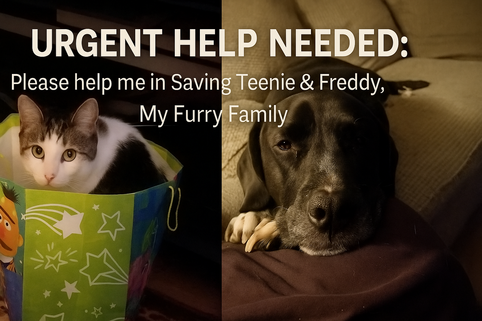 Urgent Help Needed: Please help me in Saving Teenie & Freddy campaign photo, 6 of 7