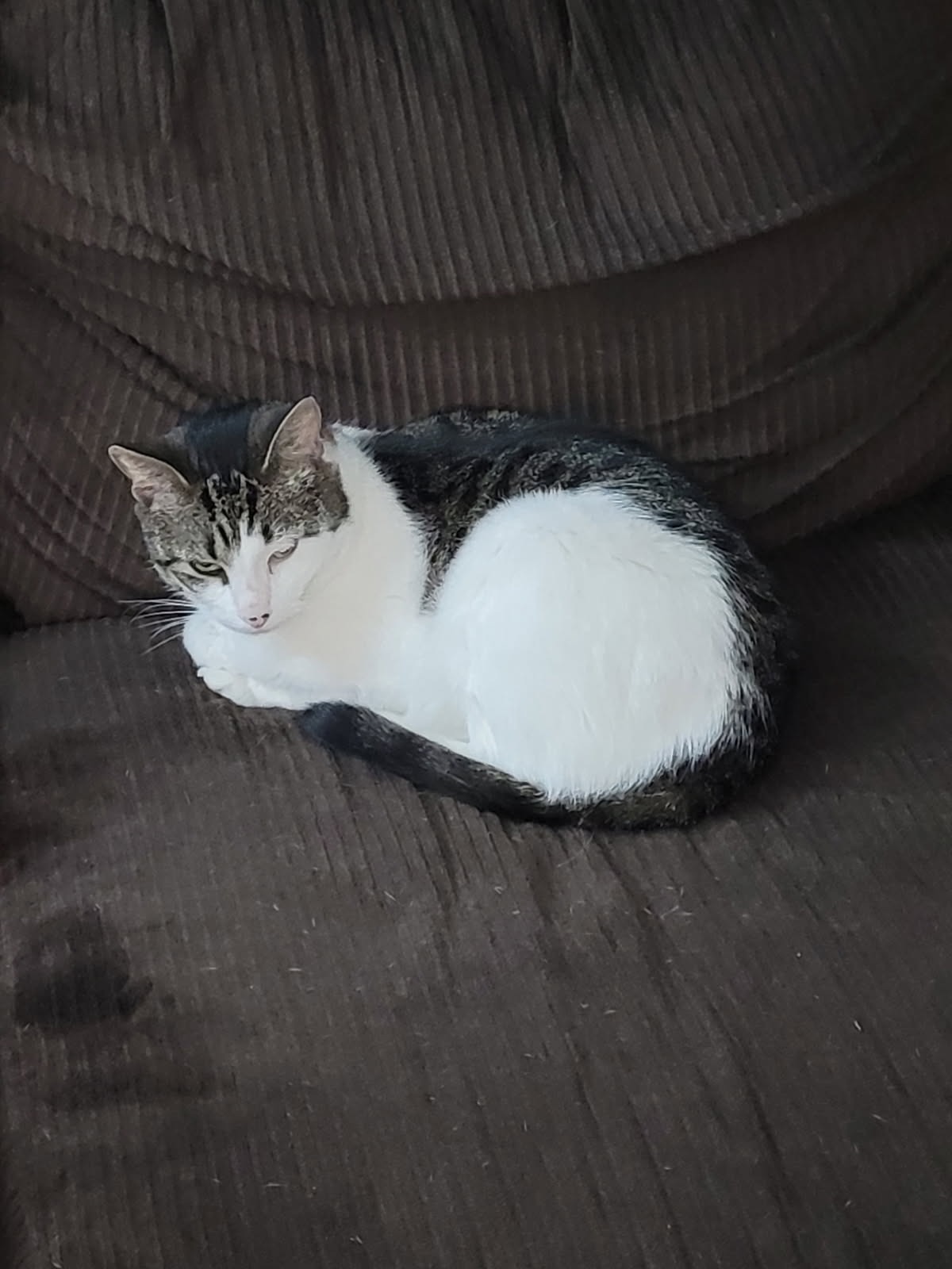 Urgent Help Needed: Please help me in Saving Teenie & Freddy campaign photo, 2 of 7