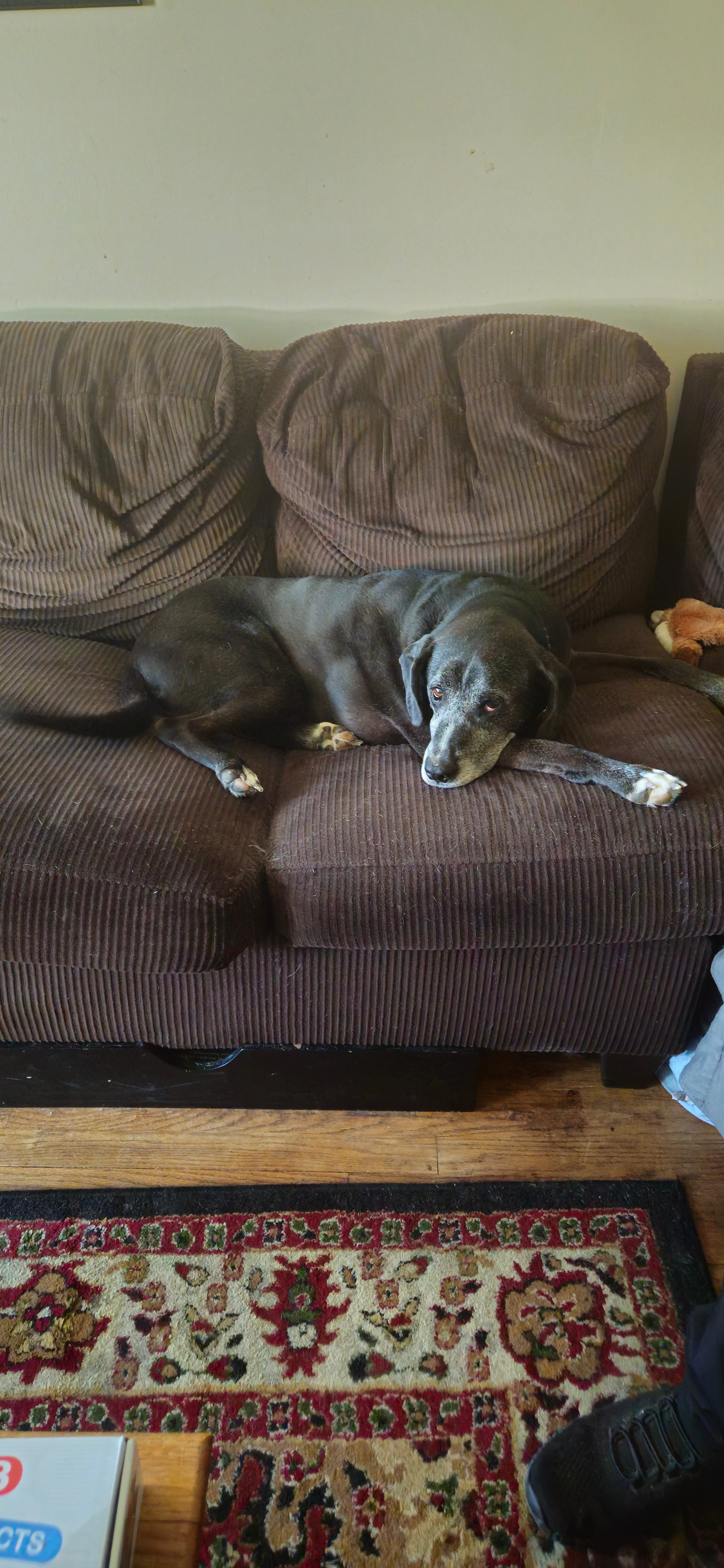 Urgent Help Needed: Please help me in Saving Teenie & Freddy campaign photo, 4 of 7