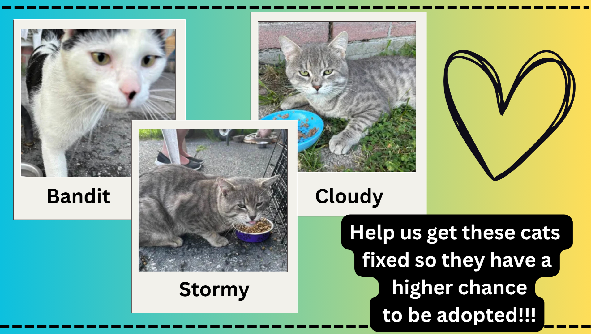 Get these three strays fixed and adopted! photo