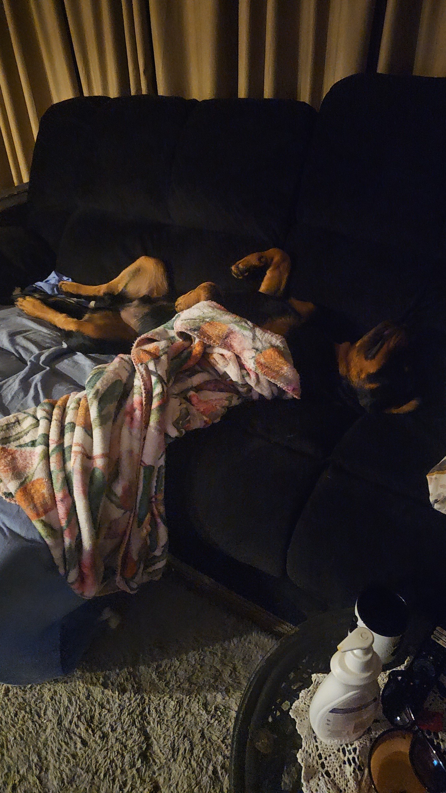Our 8 month old puppy needs a hip replacement campaign photo, 6 of 7