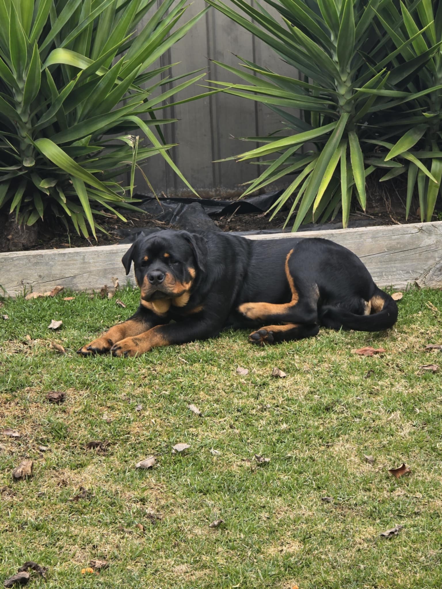 Our 8 month old puppy needs a hip replacement campaign photo, 2 of 7