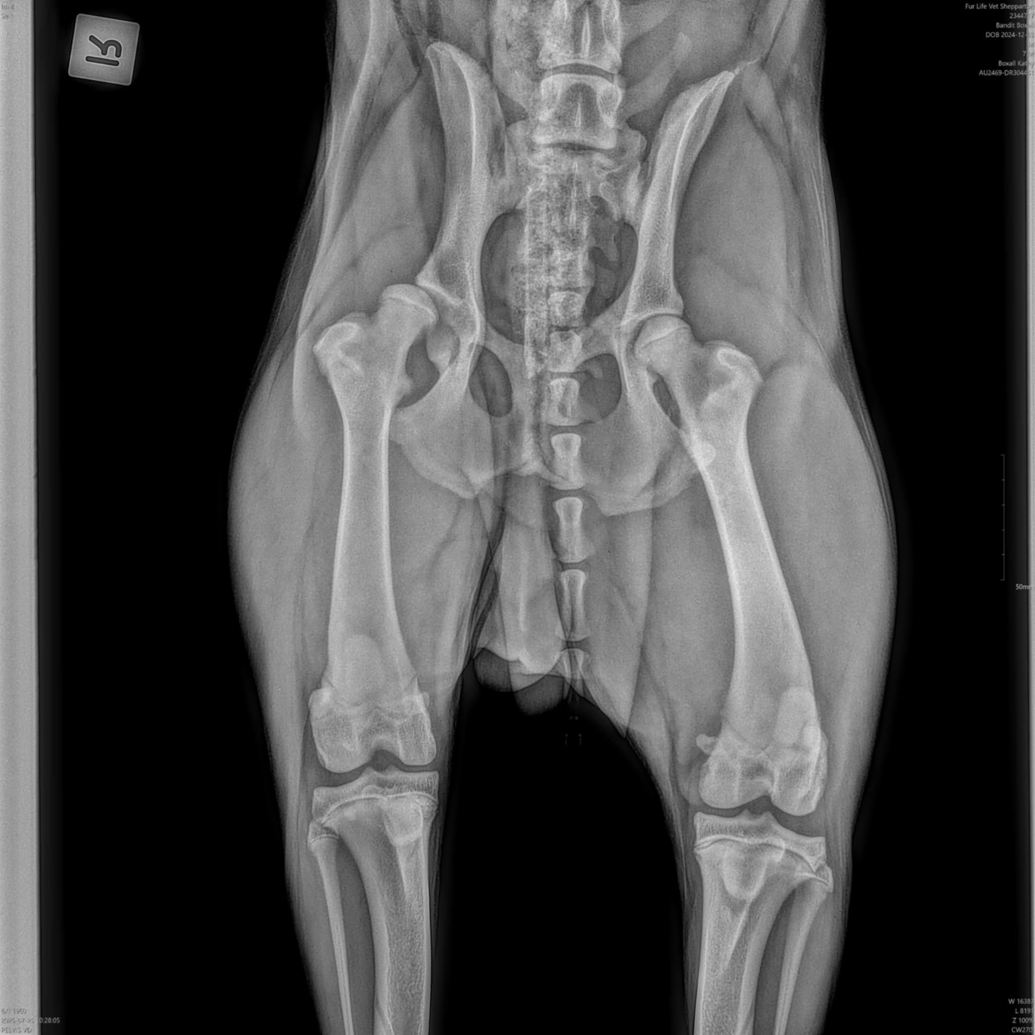 Our 8 month old puppy needs a hip replacement campaign photo, 4 of 7