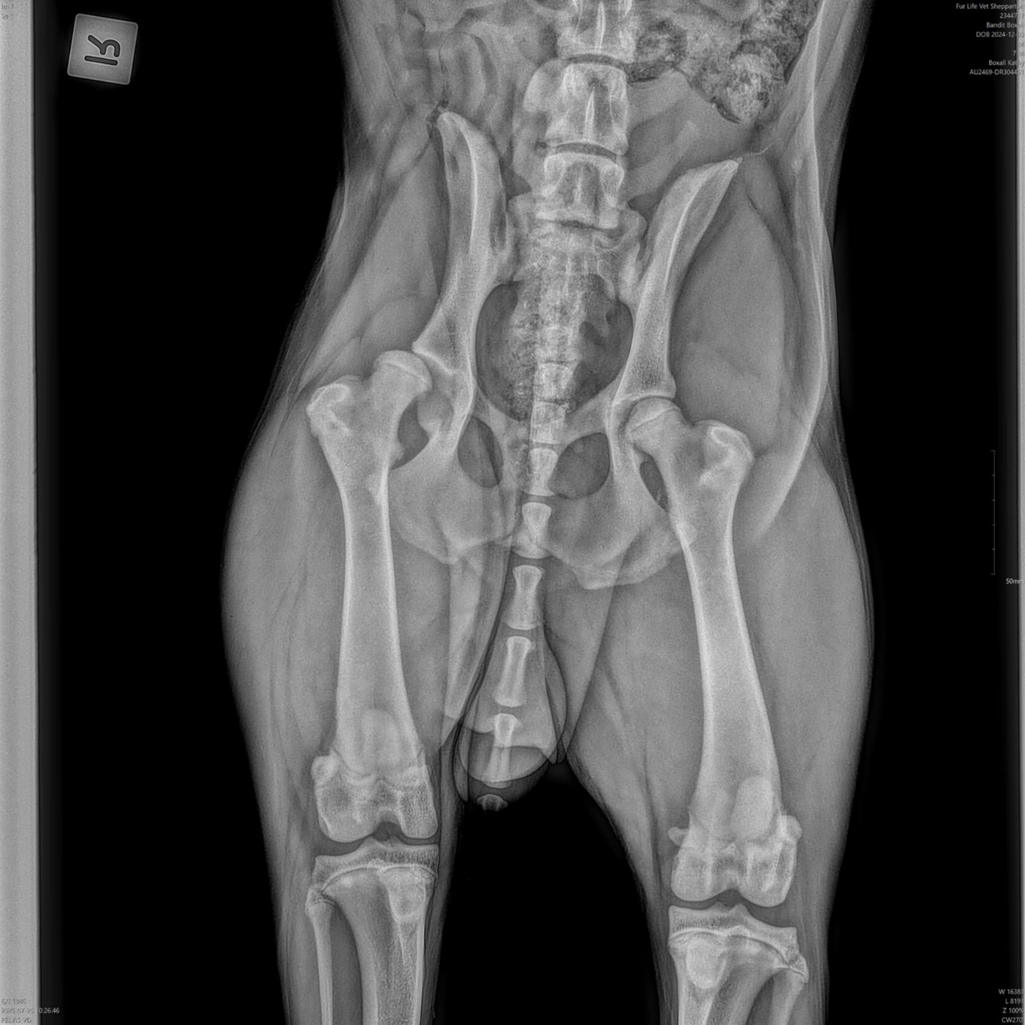 Our 8 month old puppy needs a hip replacement campaign photo, 5 of 7