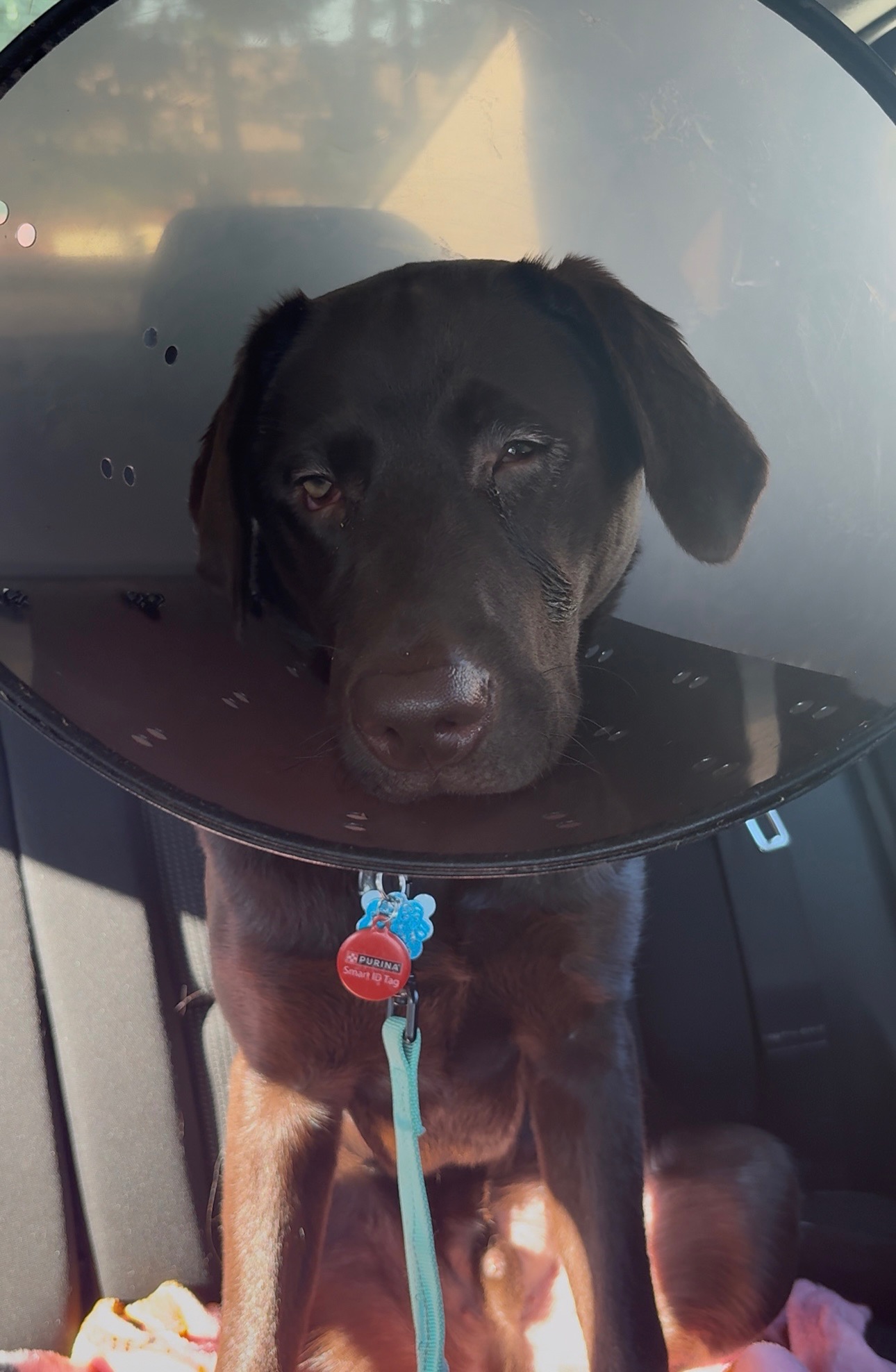 Jax's Eye Surgery: A Chance for Relief campaign photo, 7 of 8