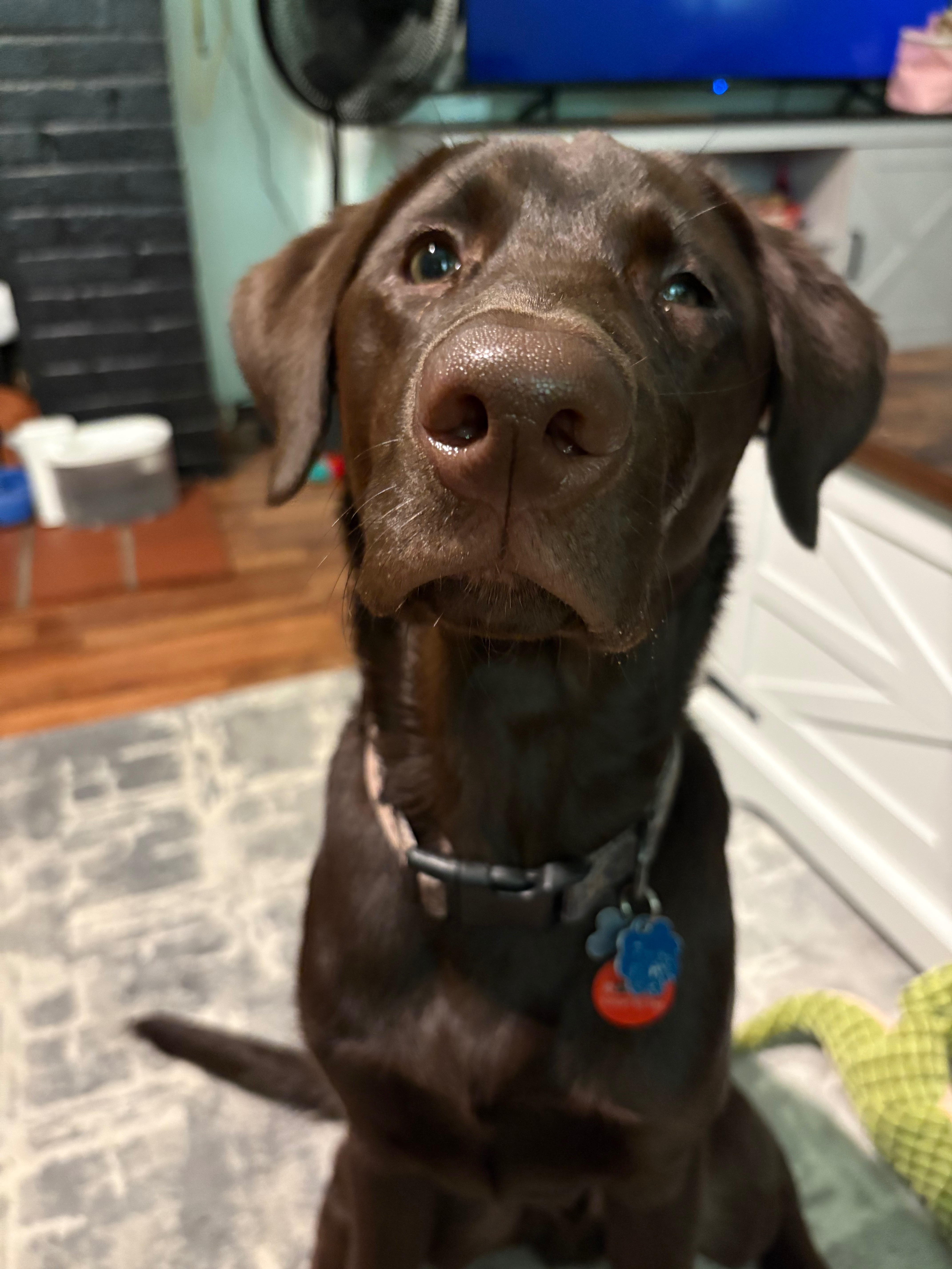 Jax's Eye Surgery: A Chance for Relief campaign photo, 4 of 8